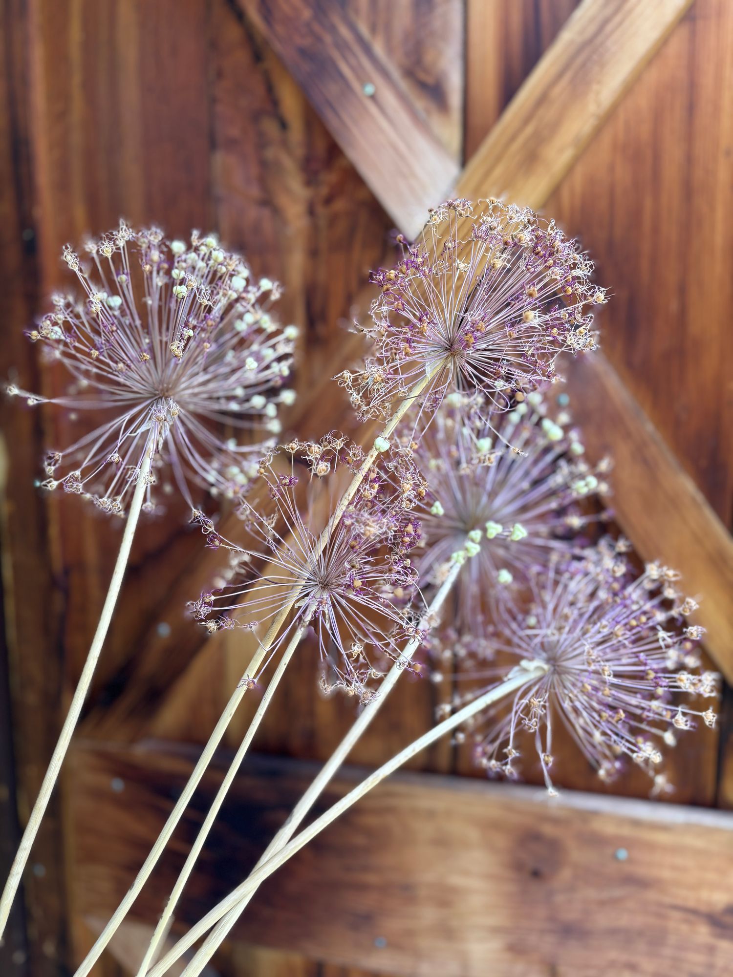 ALLIUM hollandicum Purple Sensation