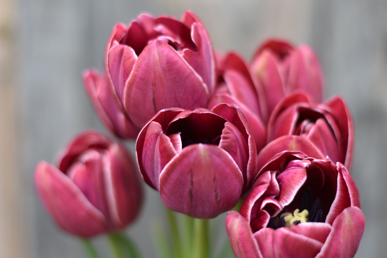 TULIPA Dream Touch