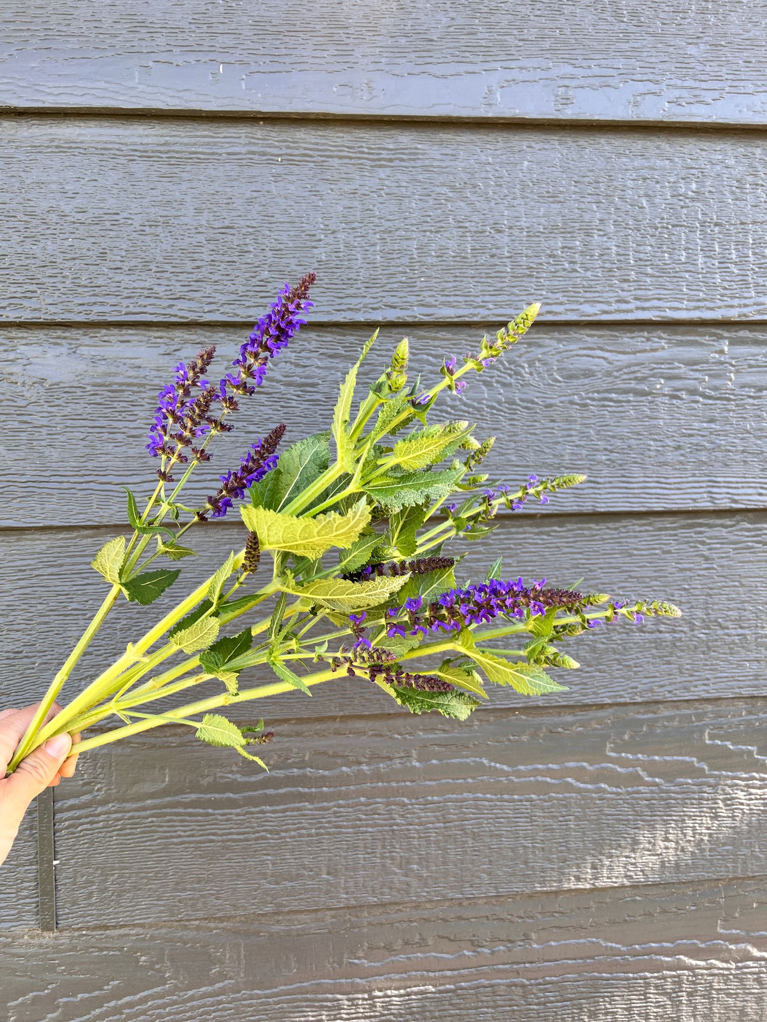 SALVIA horminum