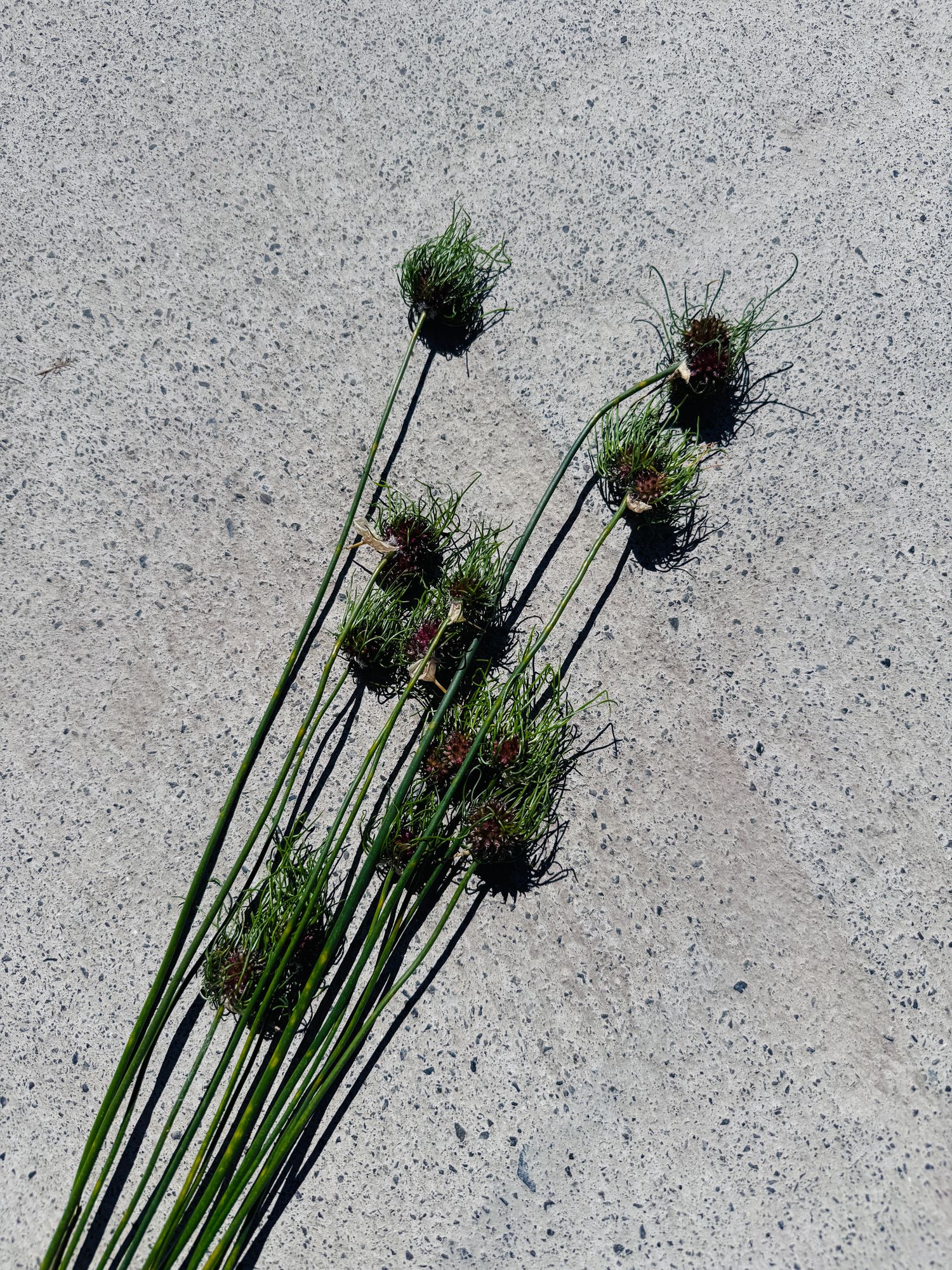 ALLIUM vineale Hair