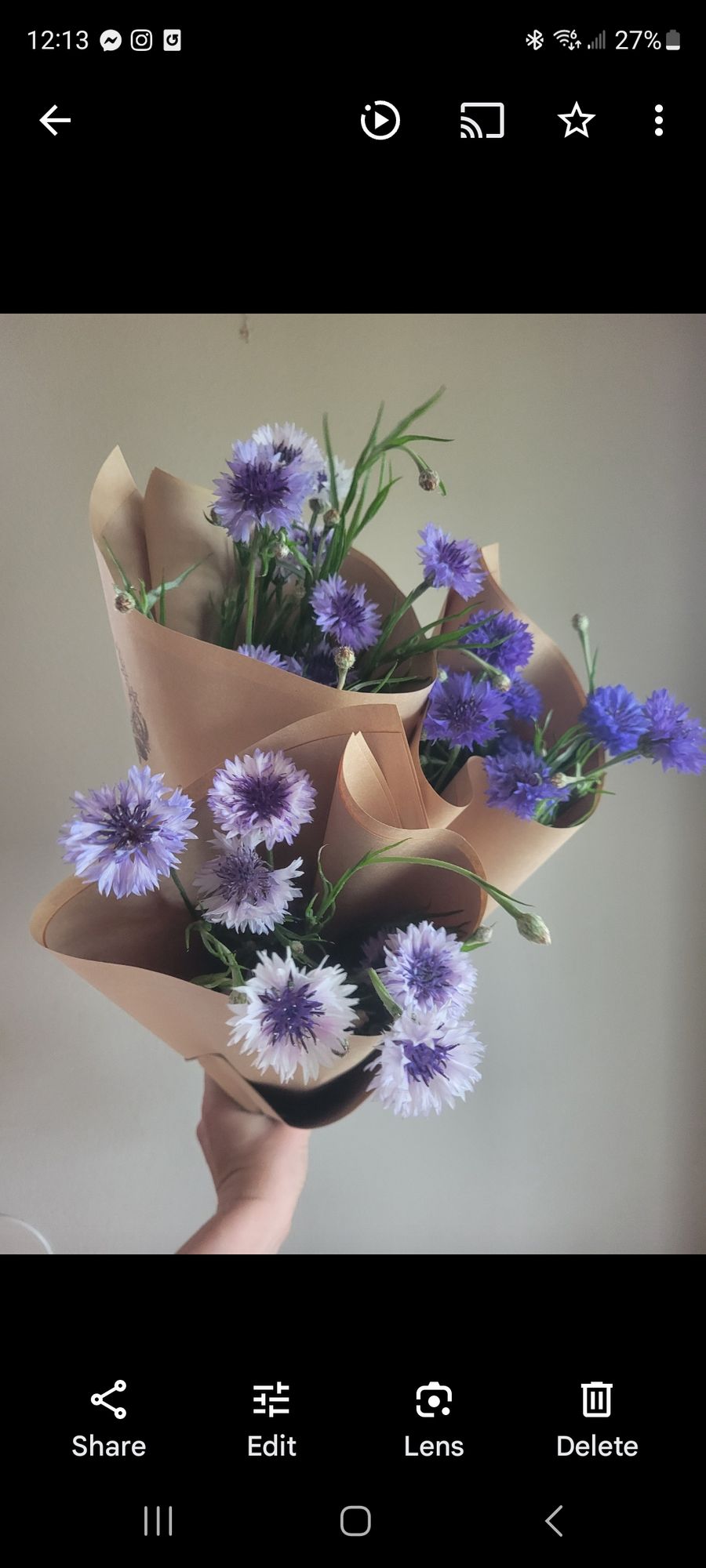CENTAUREA alpestris