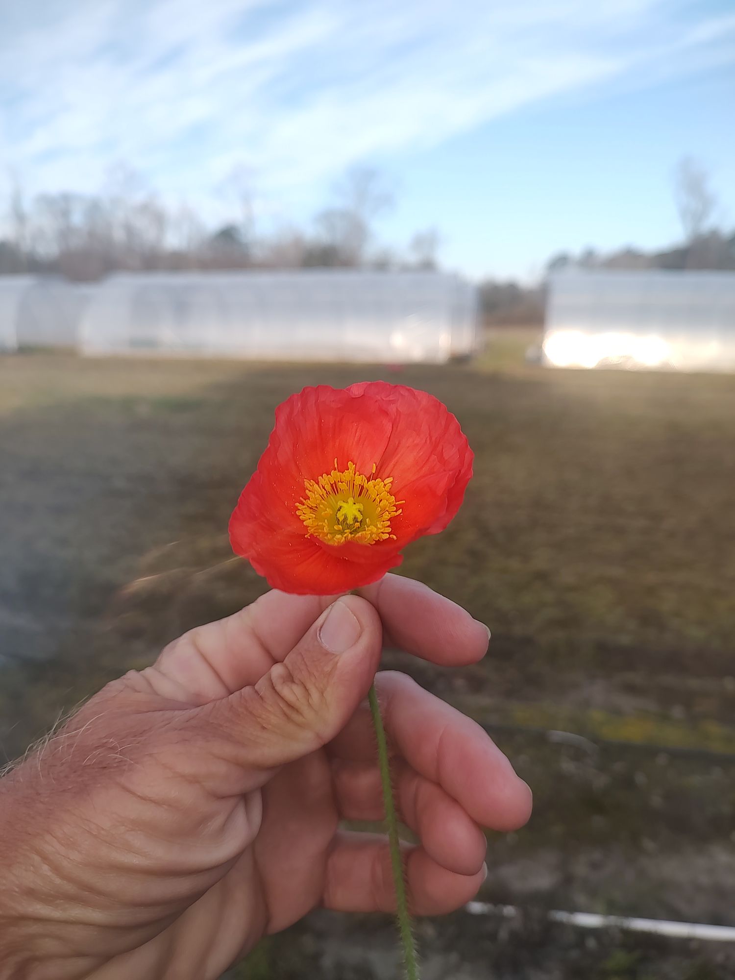 PAPAVER nudicaule Champagne Bubbles