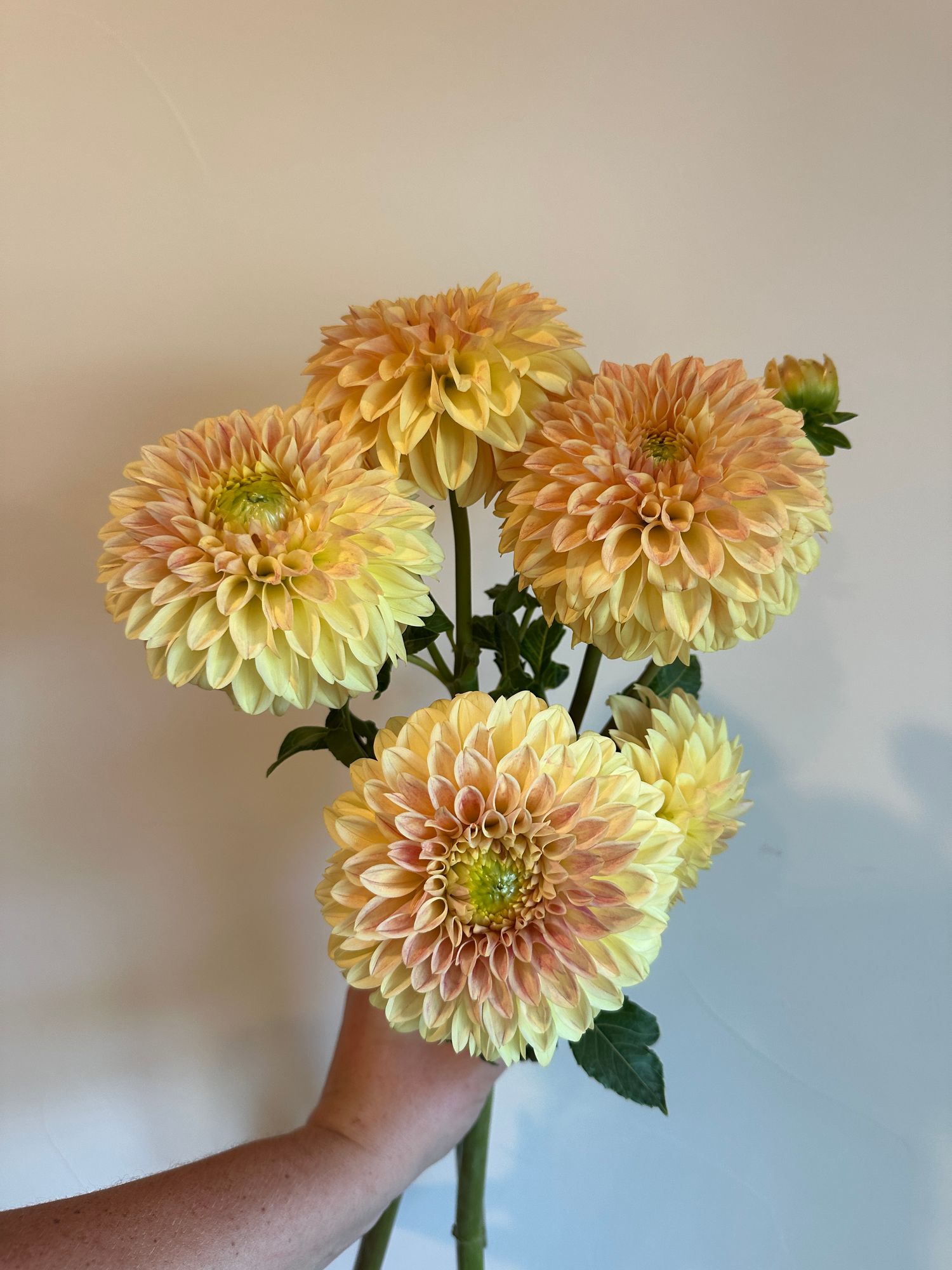 DAHLIA Darcy