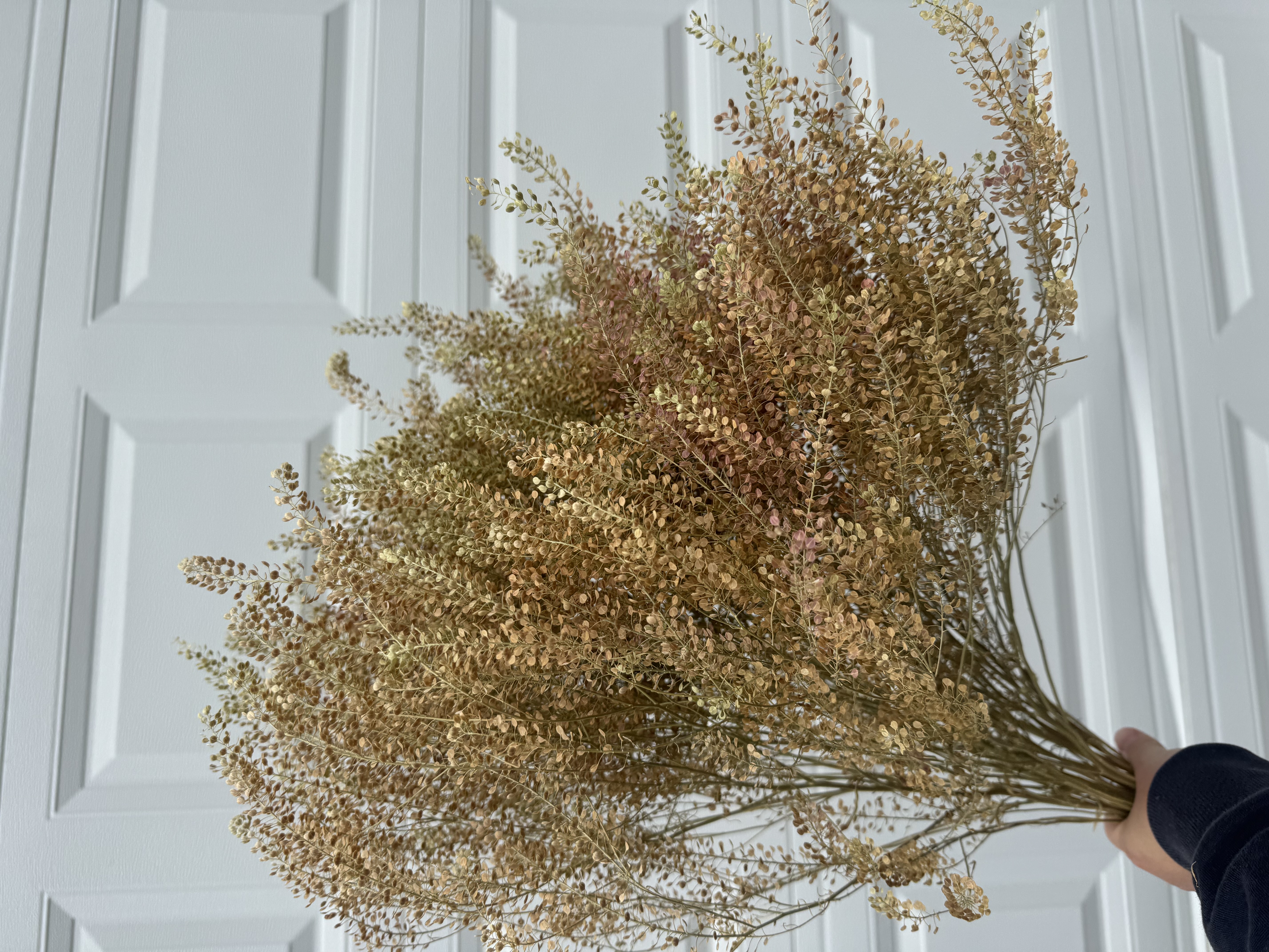 LEPIDIUM spp. Green Dragon