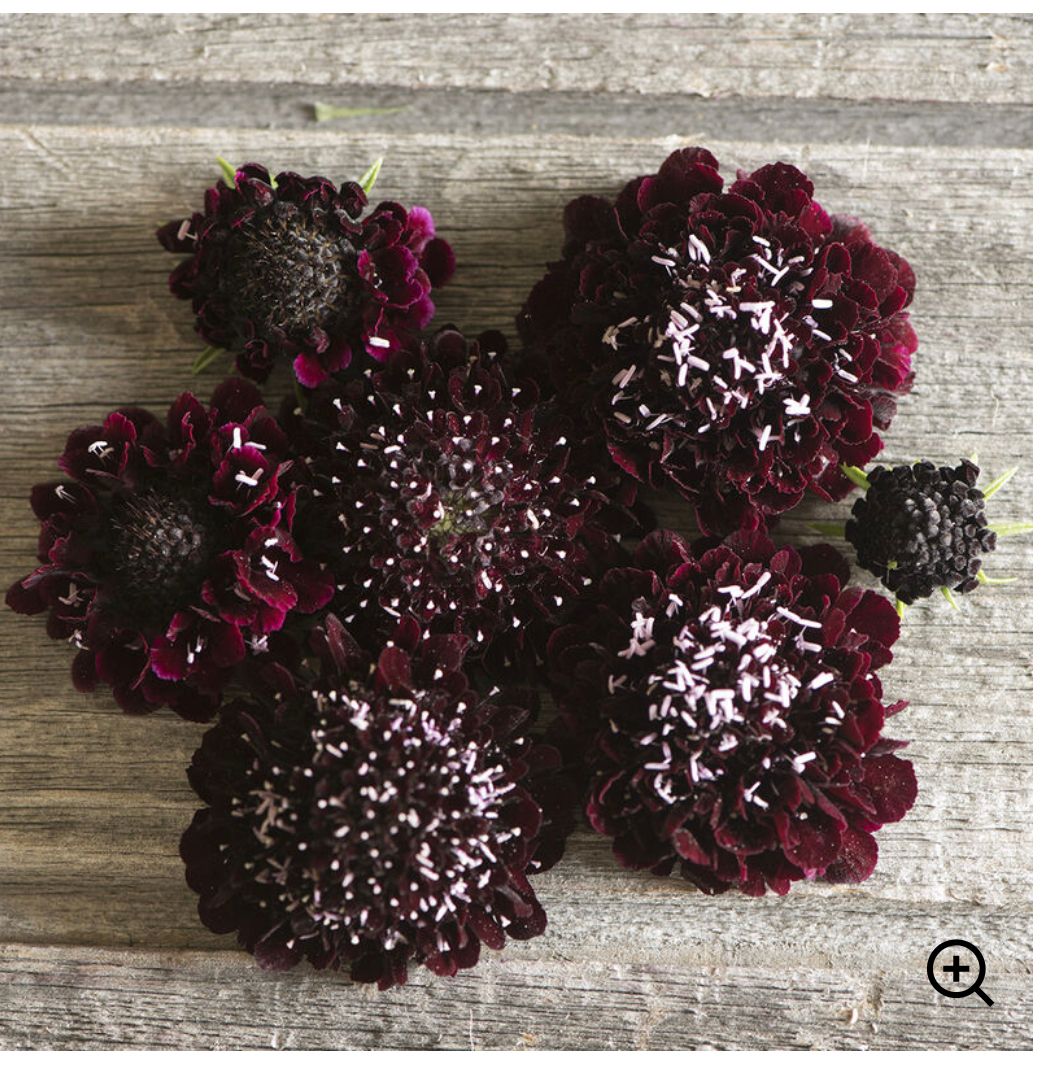 SCABIOSA atropurpurea Black Knight