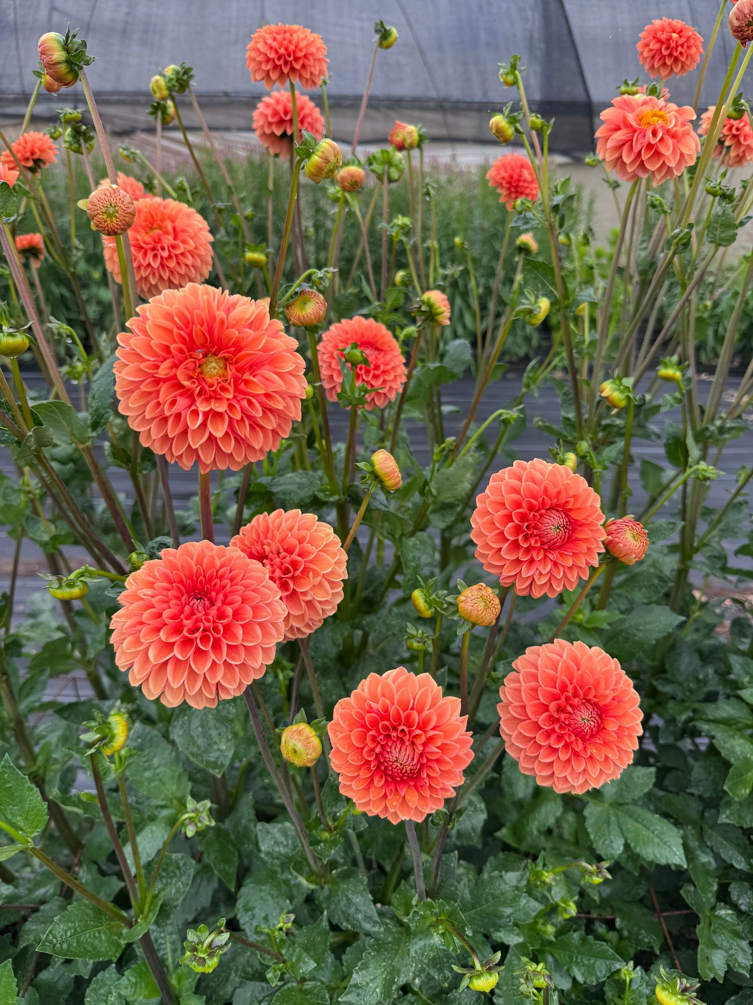DAHLIA Maarn
