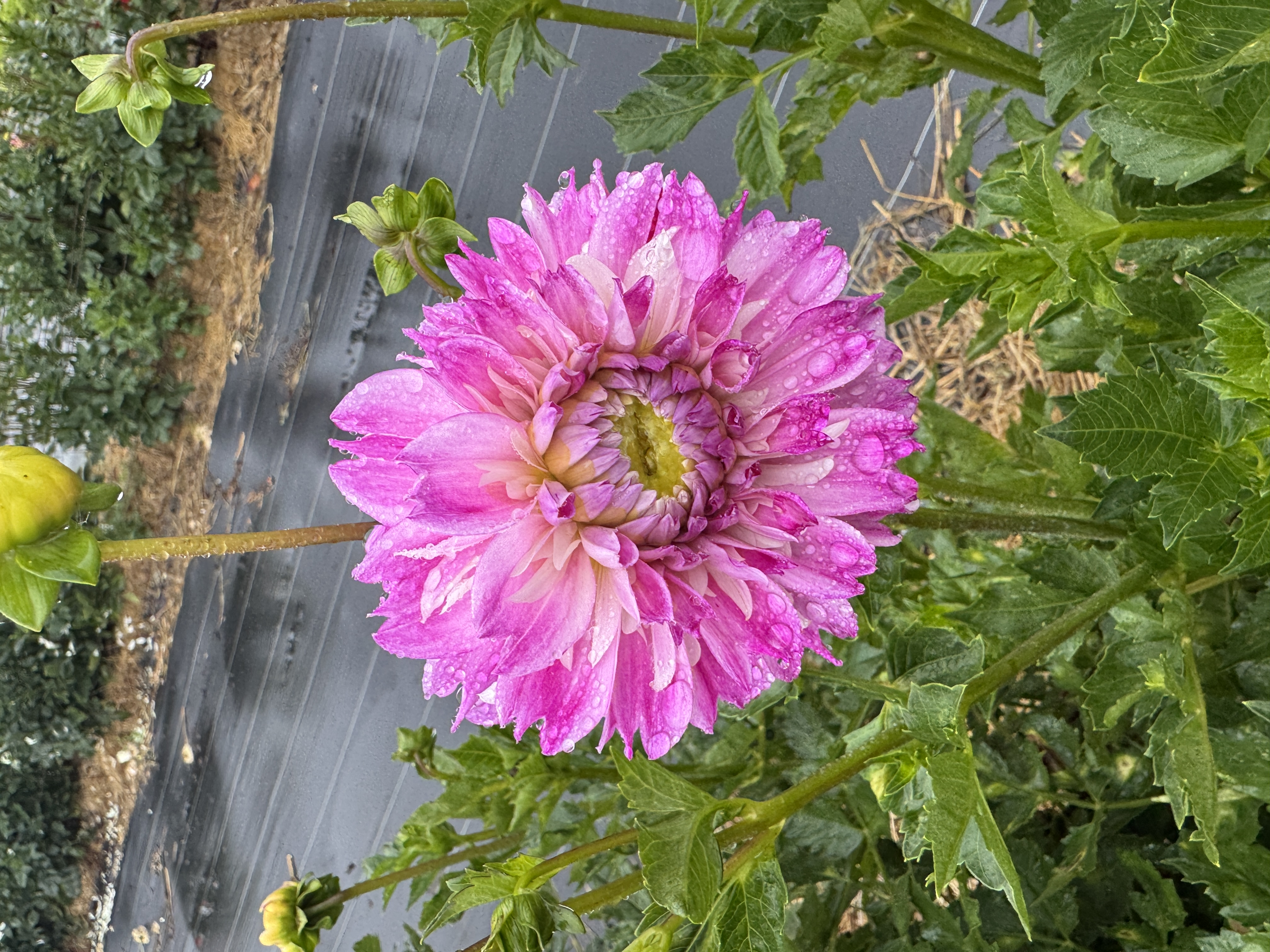 DAHLIA Decorative
