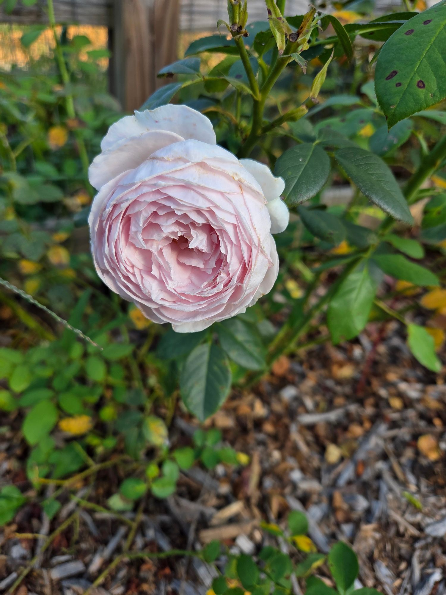 Blue Palmetto Flower Farm LLc Logo