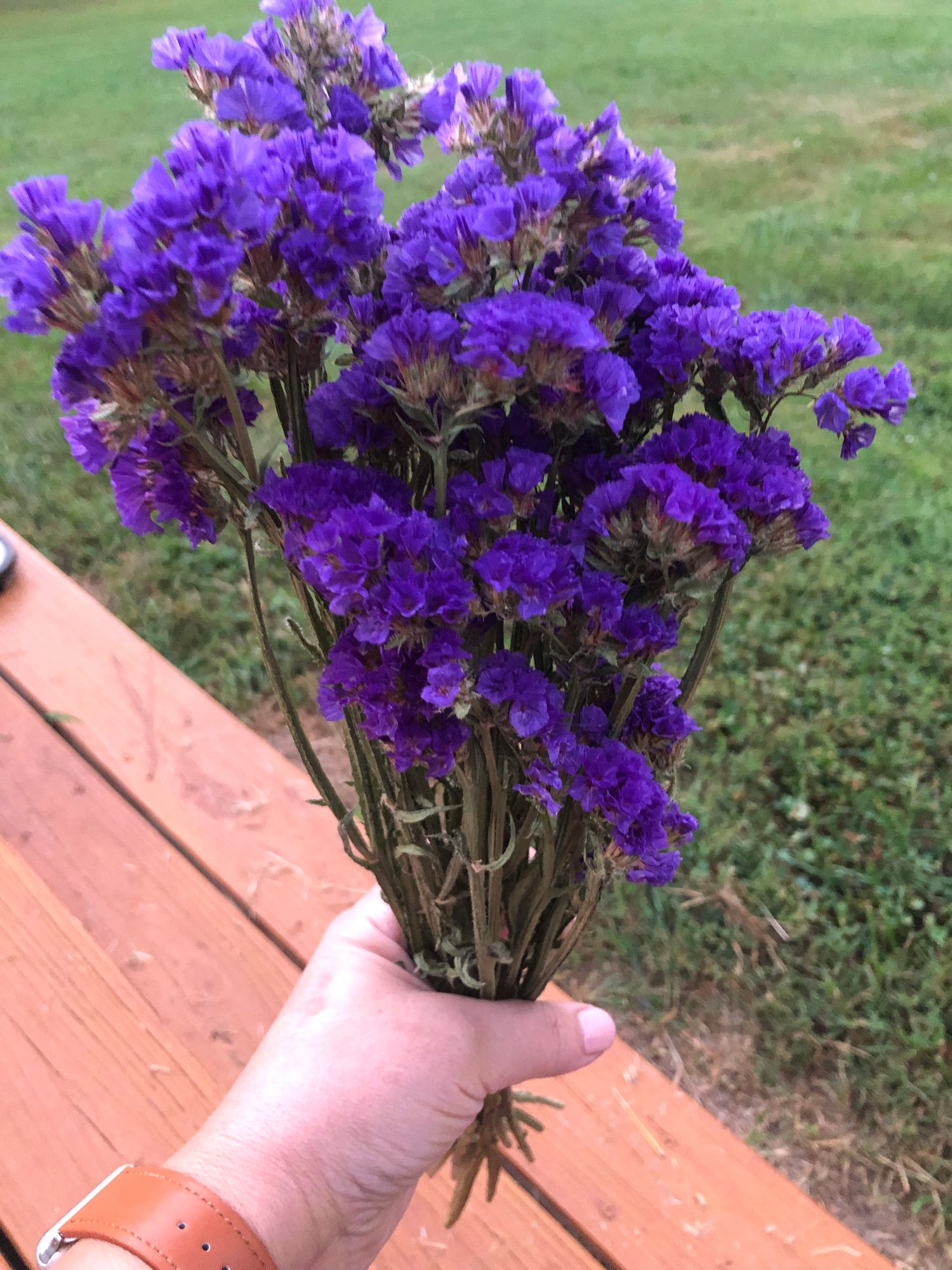 LIMONIUM gmelinii