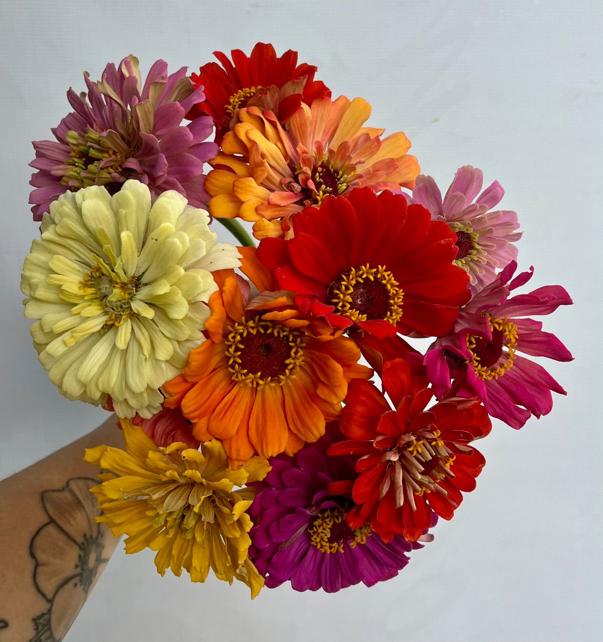 ZINNIA elegans Benarys Giant