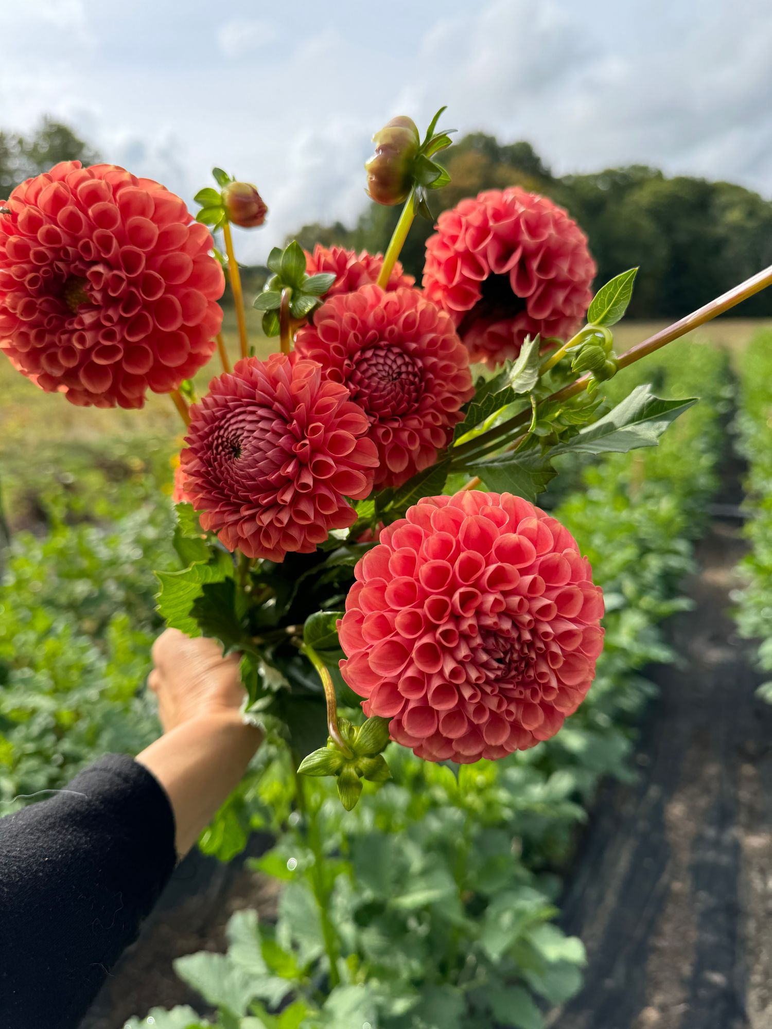 DAHLIA Ball