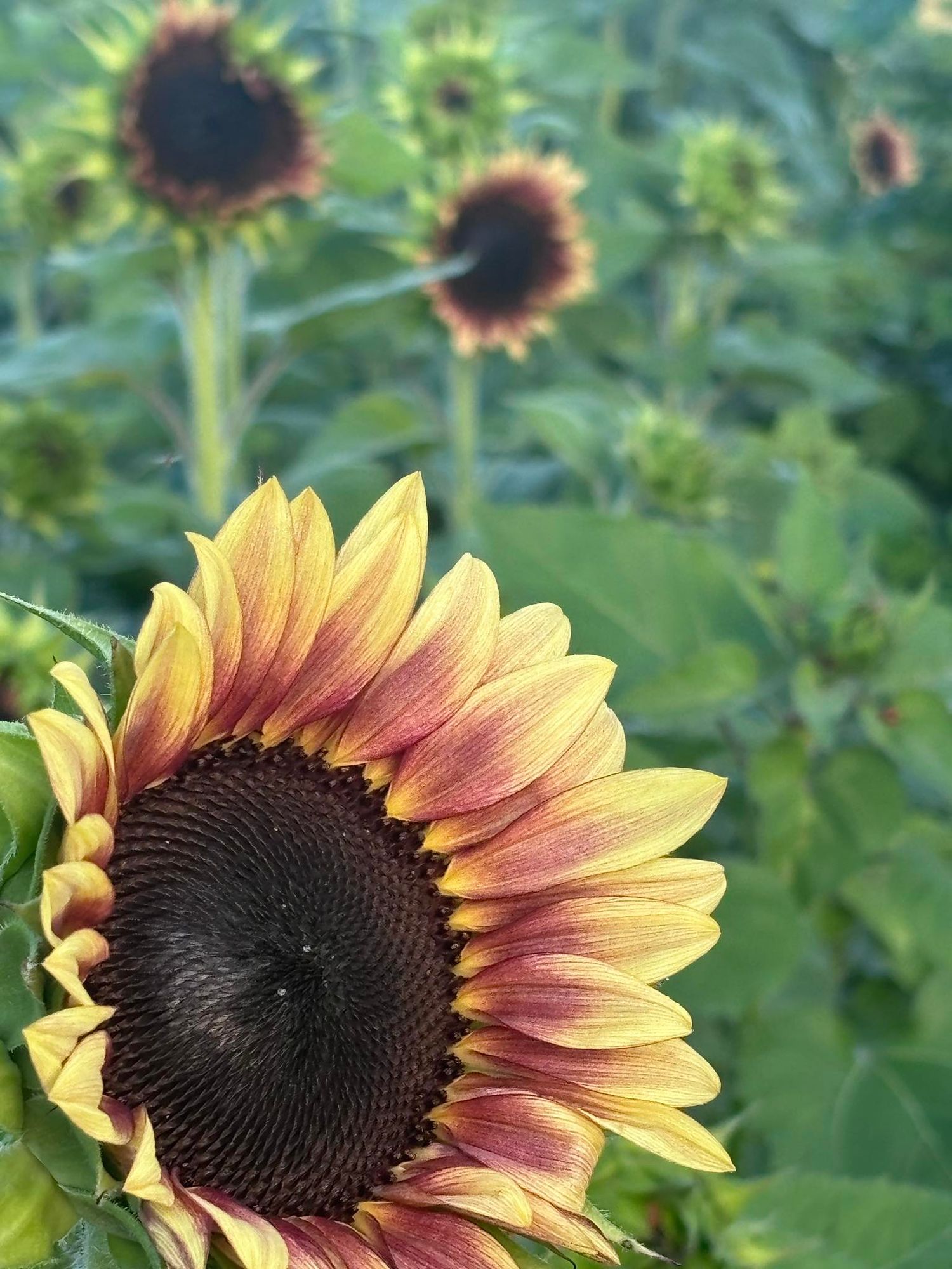 HELIANTHUS annuus ProCut Plum