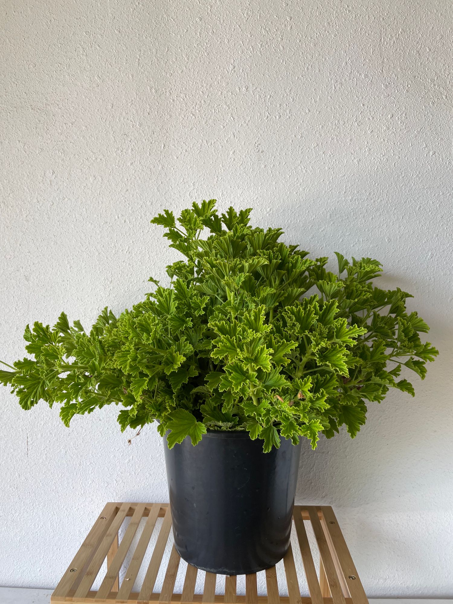 PELARGONIUM capitatum