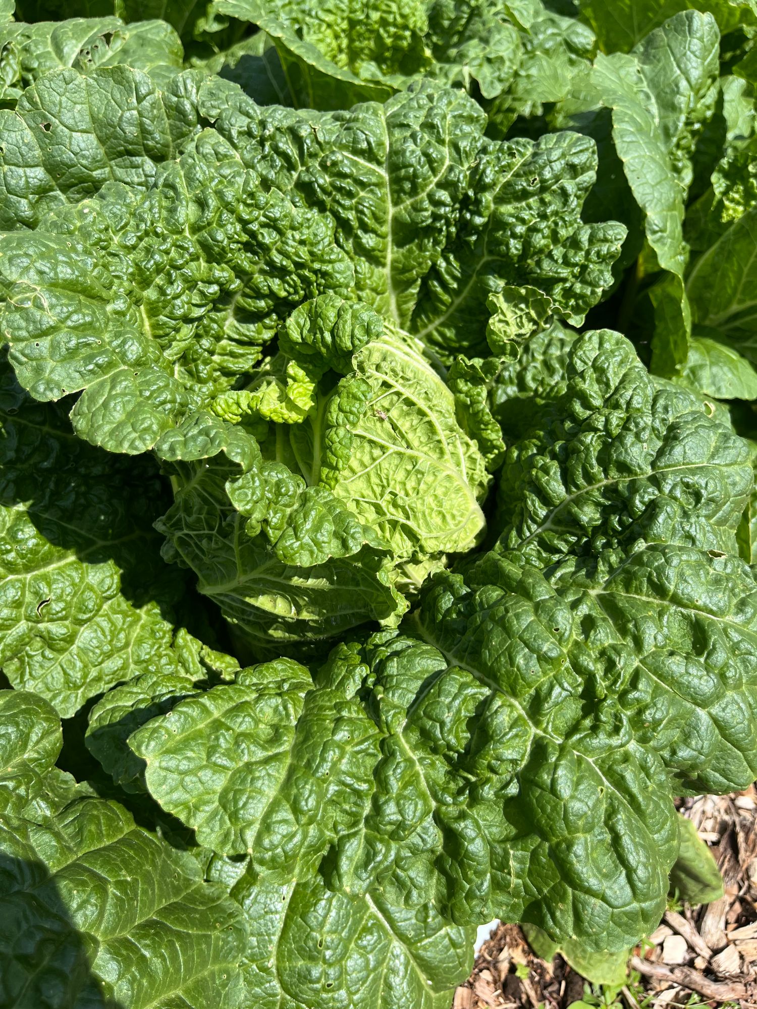 Cabbage, Chinese