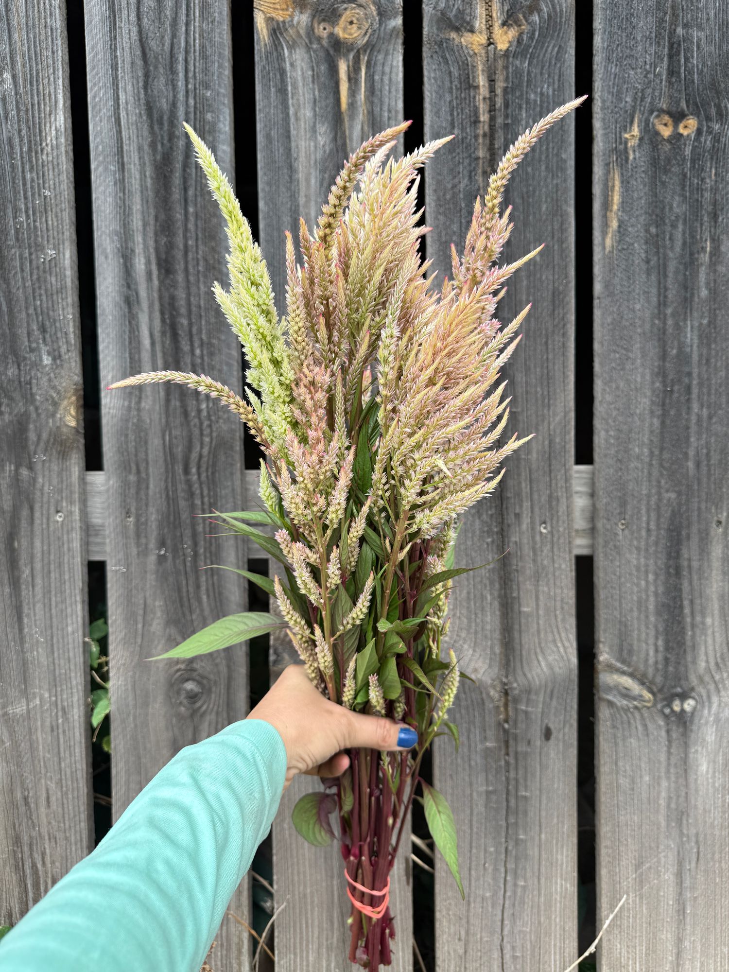CELOSIA argentea var. plumosa Texas Plume Vintage Rose