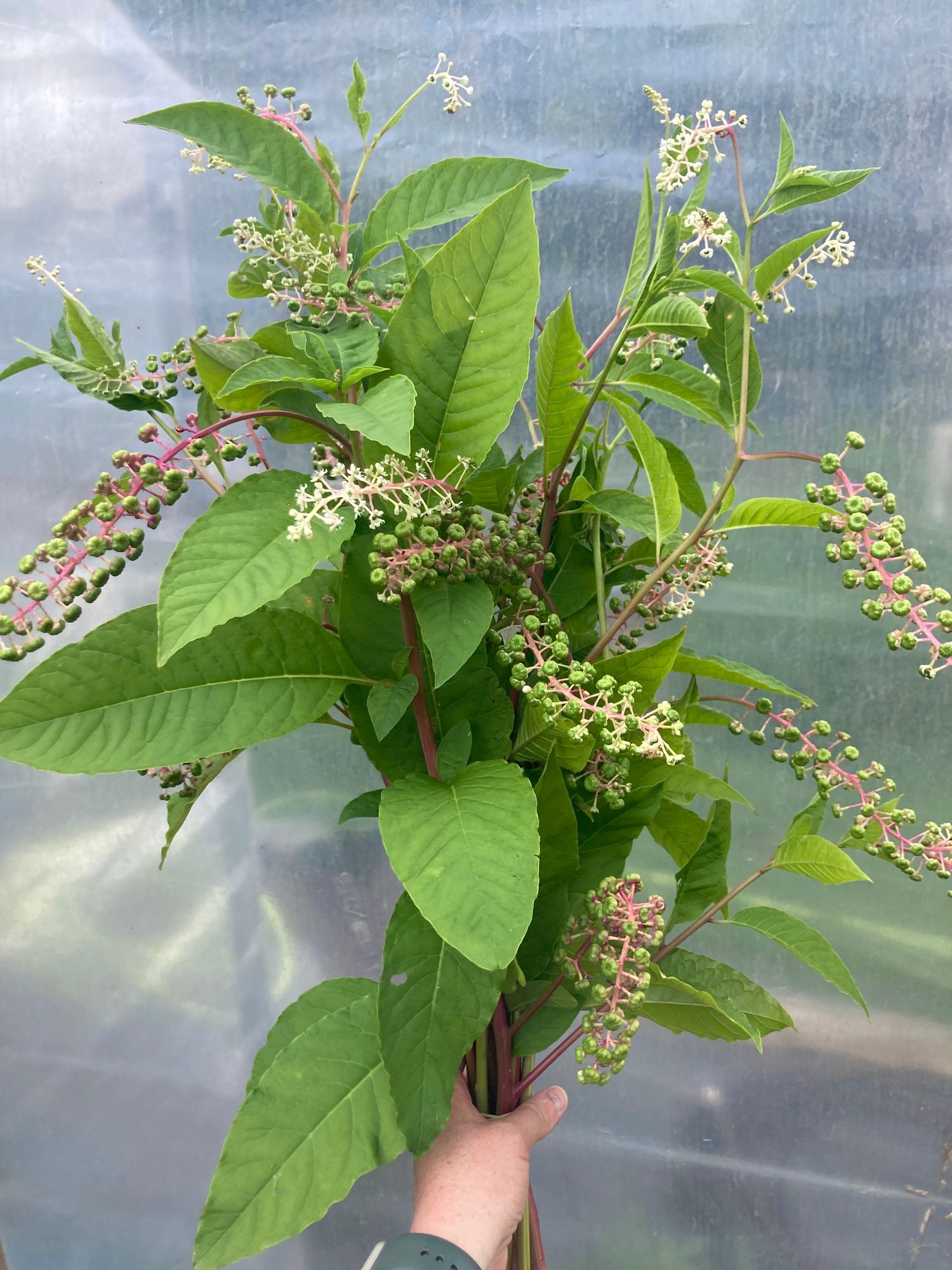 PHYTOLACCA americana