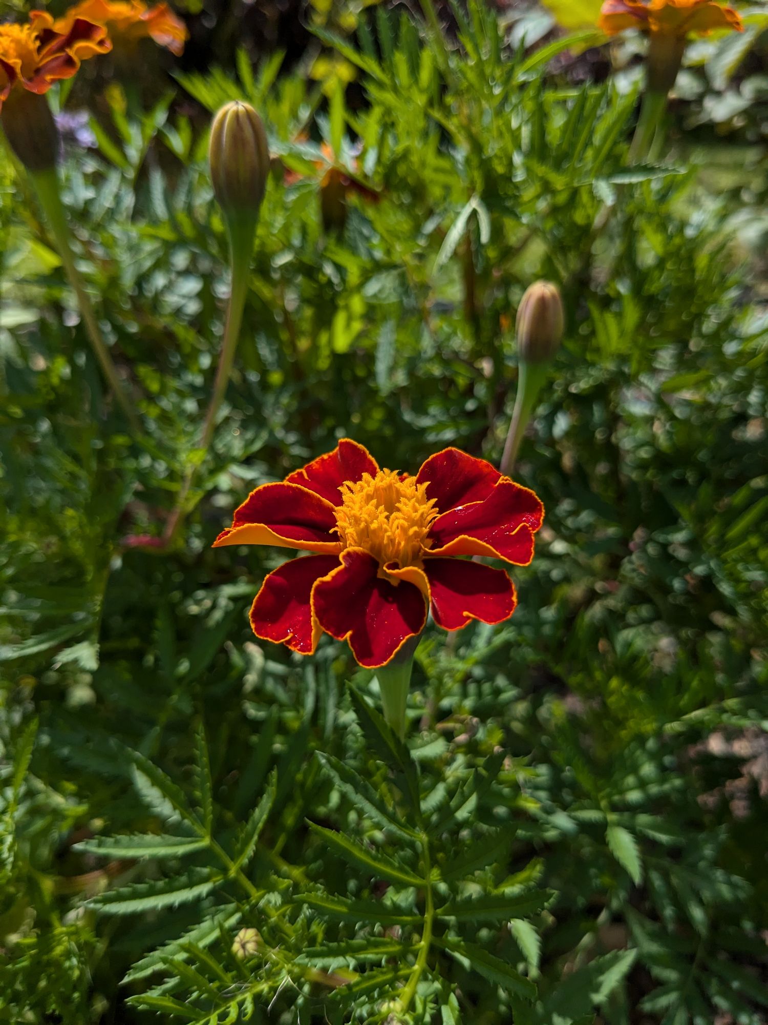 TAGETES patula