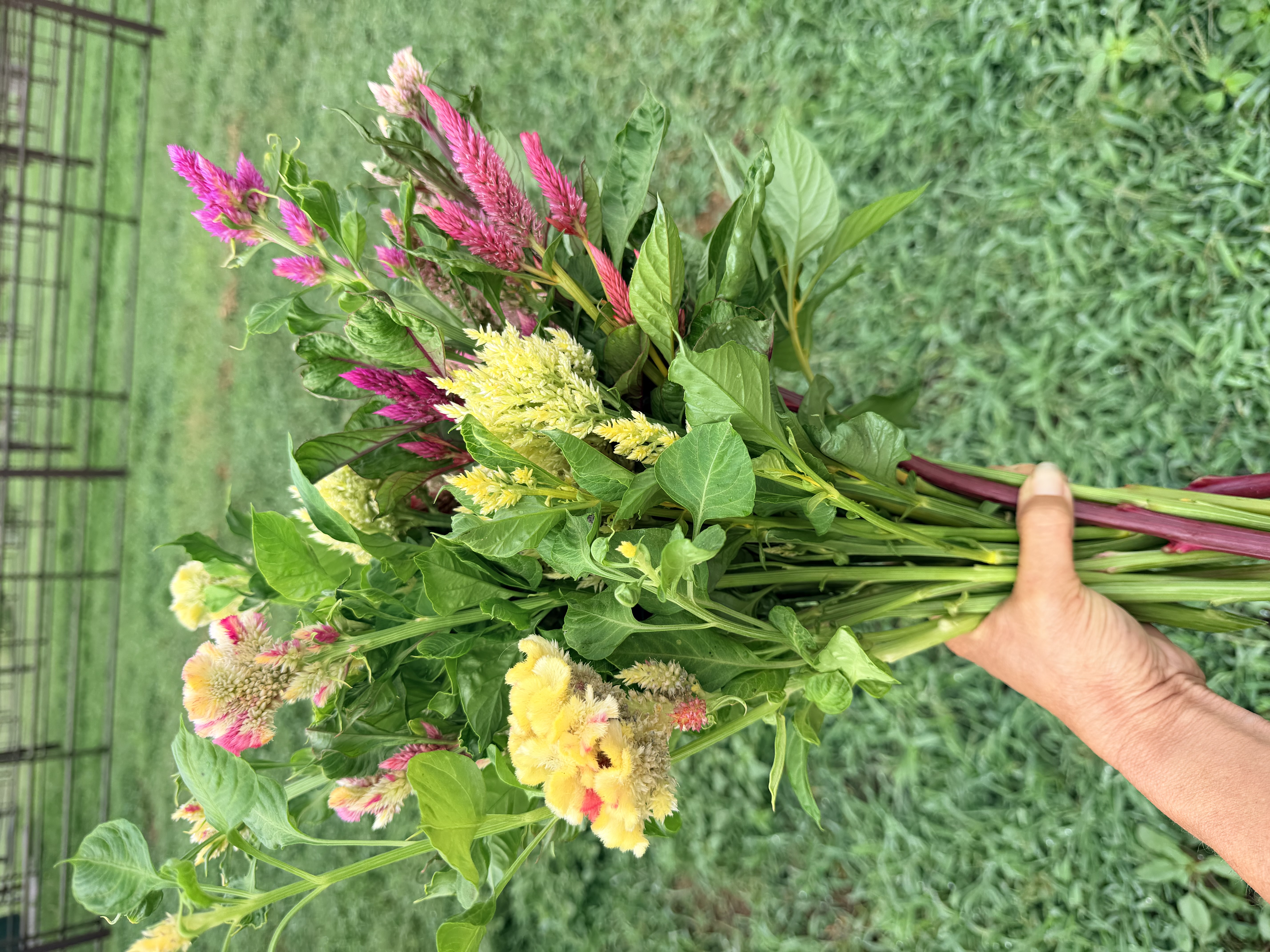 CELOSIA argentea
