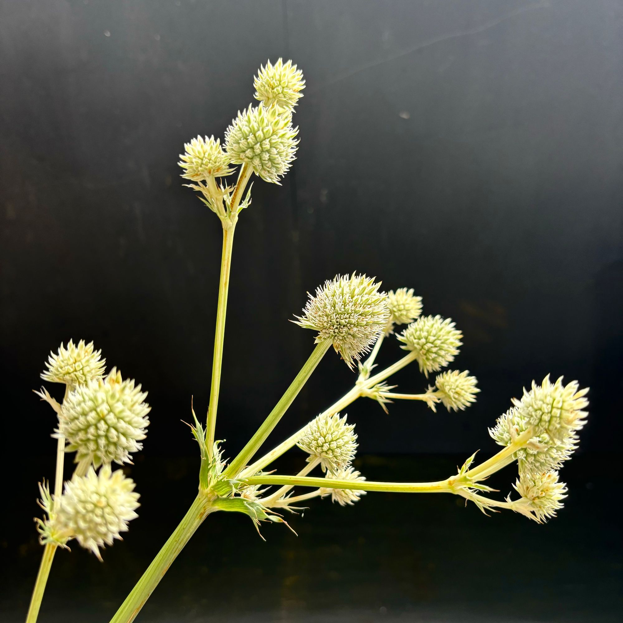 ERYNGIUM yuccifolium