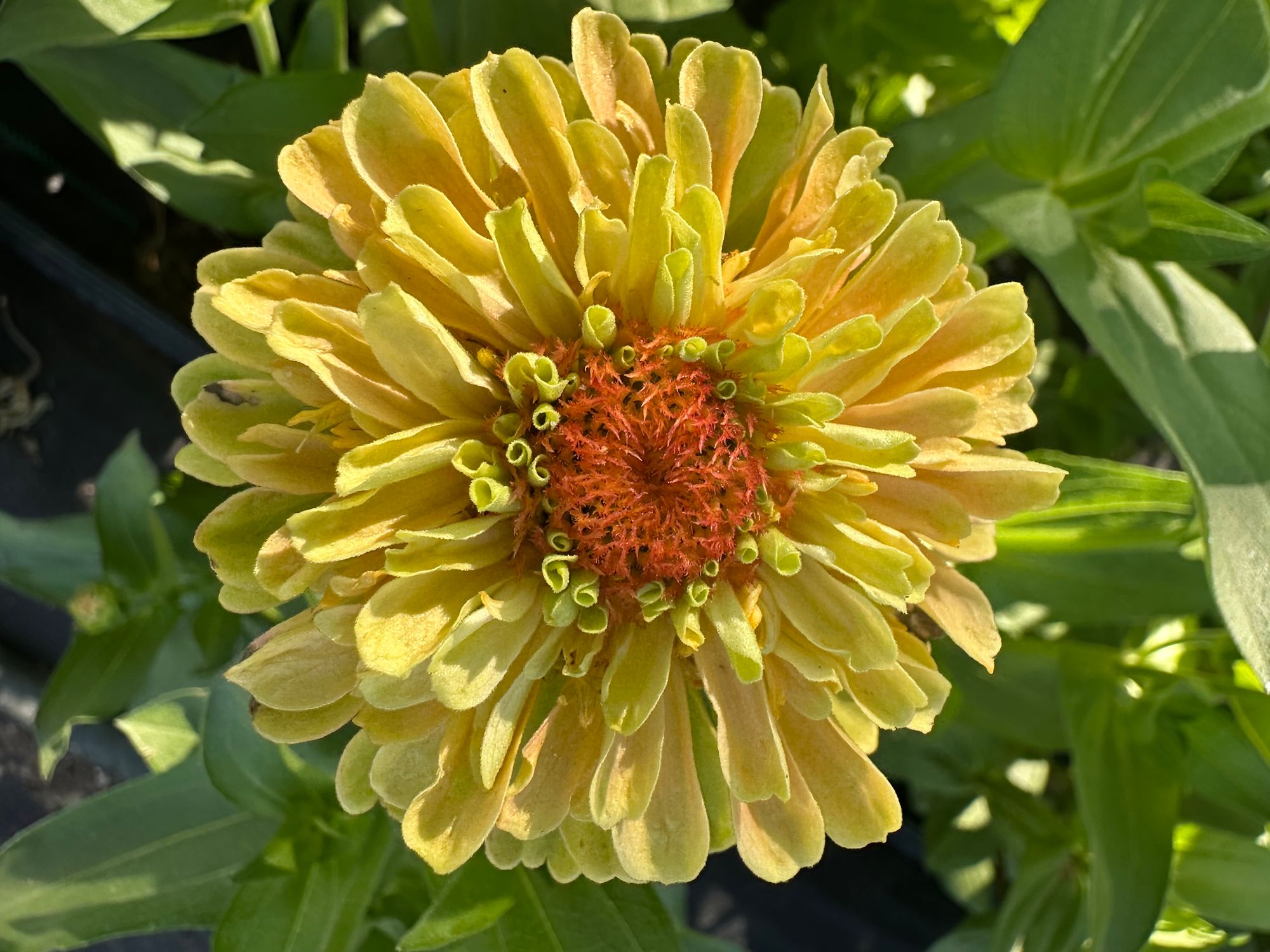 ZINNIA elegans Queeny Lemon Peach
