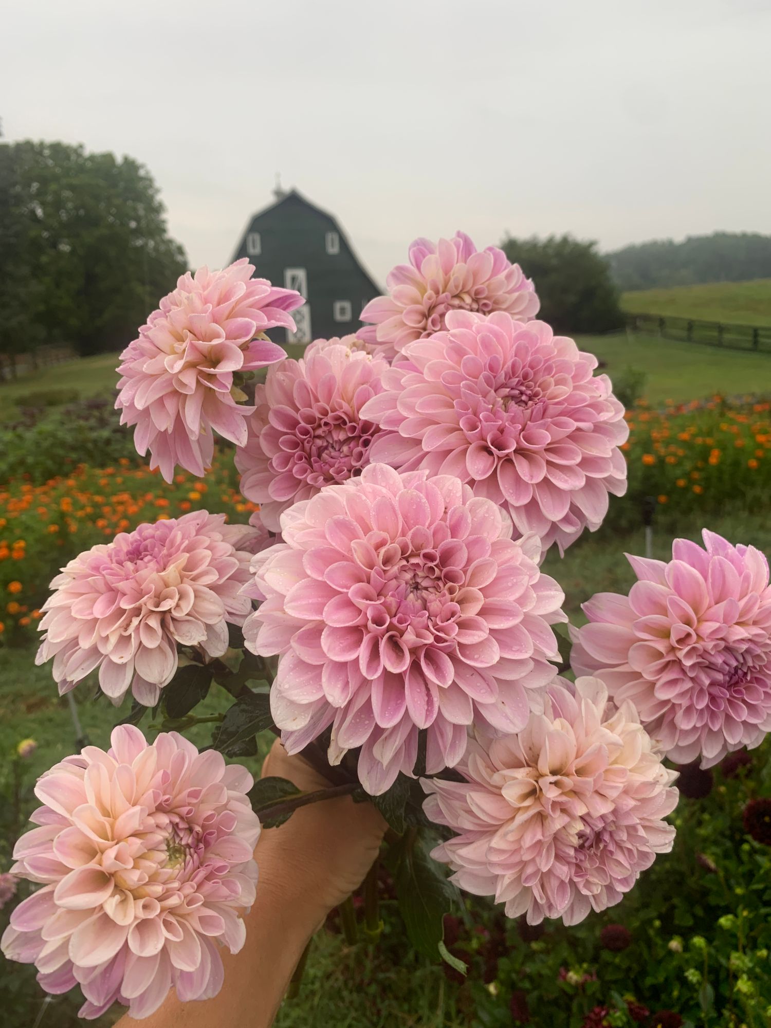 DAHLIA Sweet Nathalie