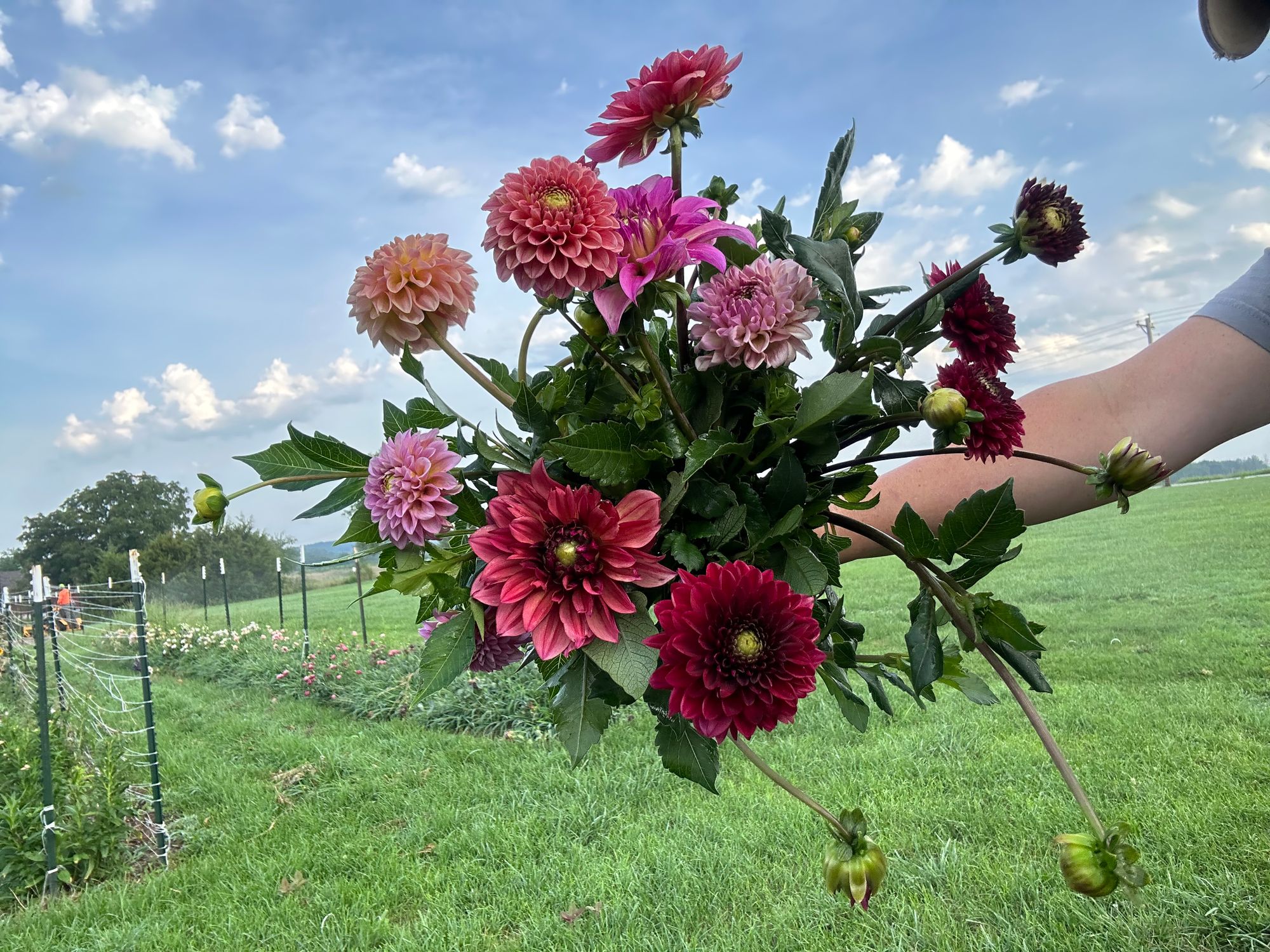 DAHLIA