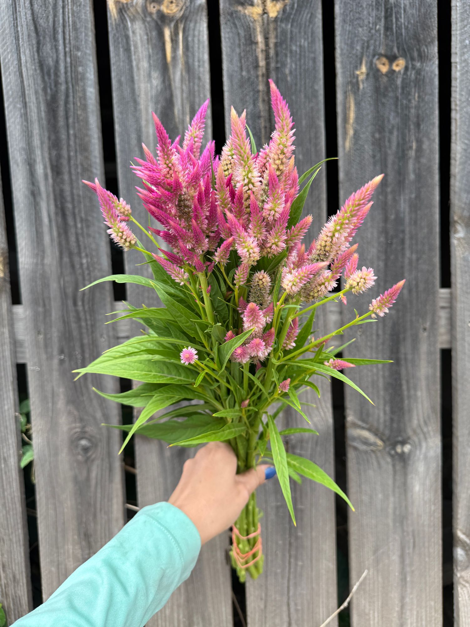 CELOSIA argentea var. plumosa Rainbow Sherbet