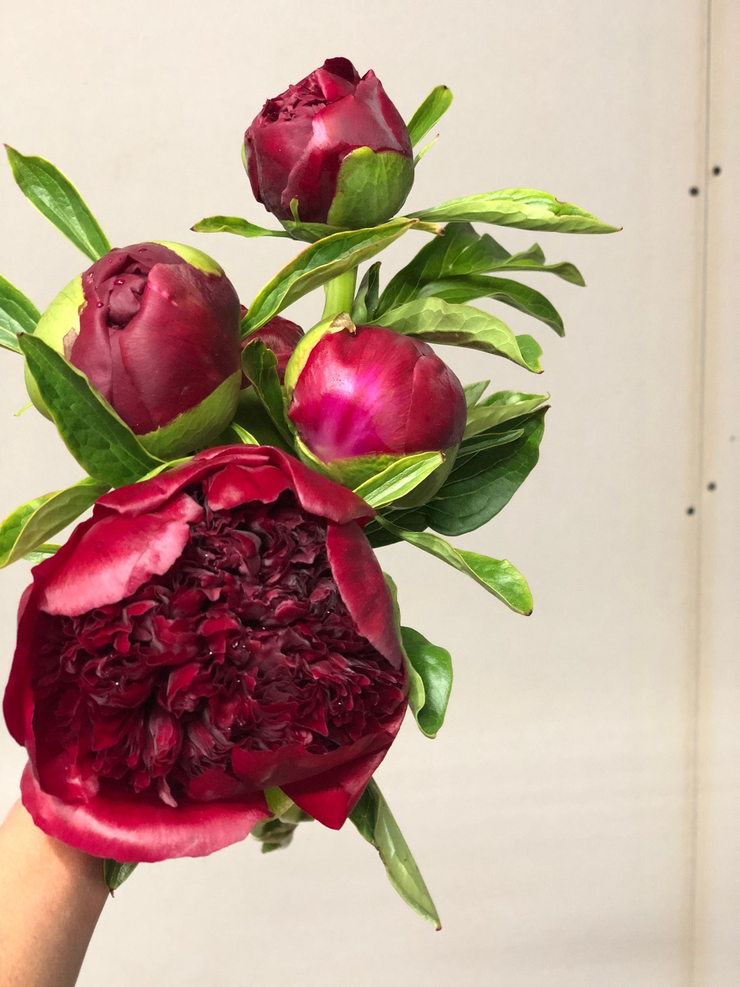 PAEONIA lactiflora x officinalis Red Charm