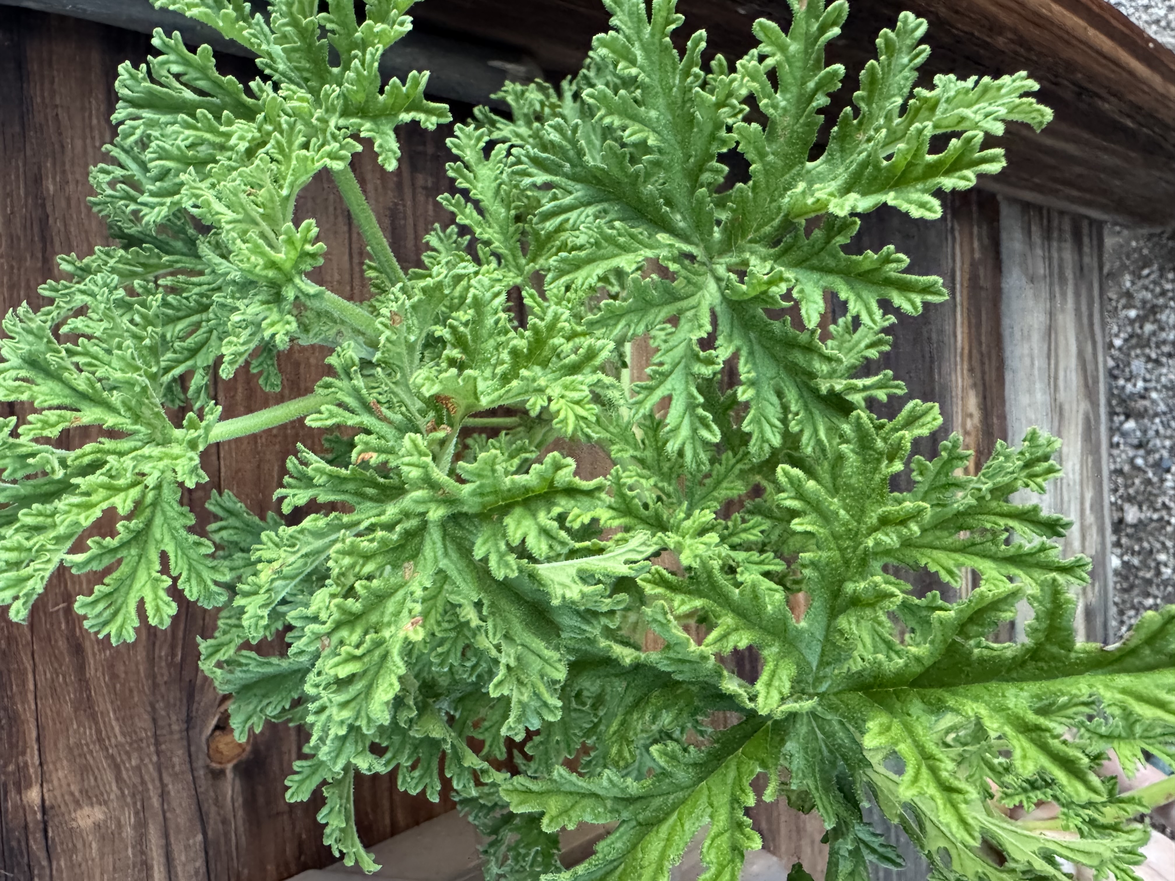 PELARGONIUM graveolens