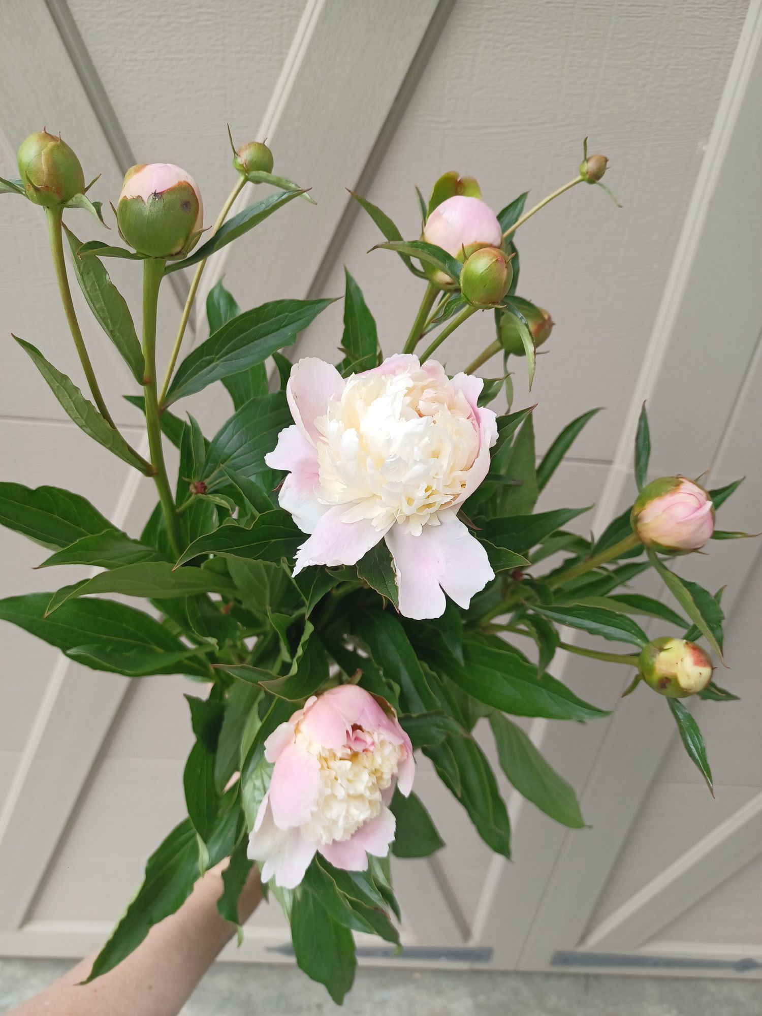 PAEONIA lactiflora Shirley Temple