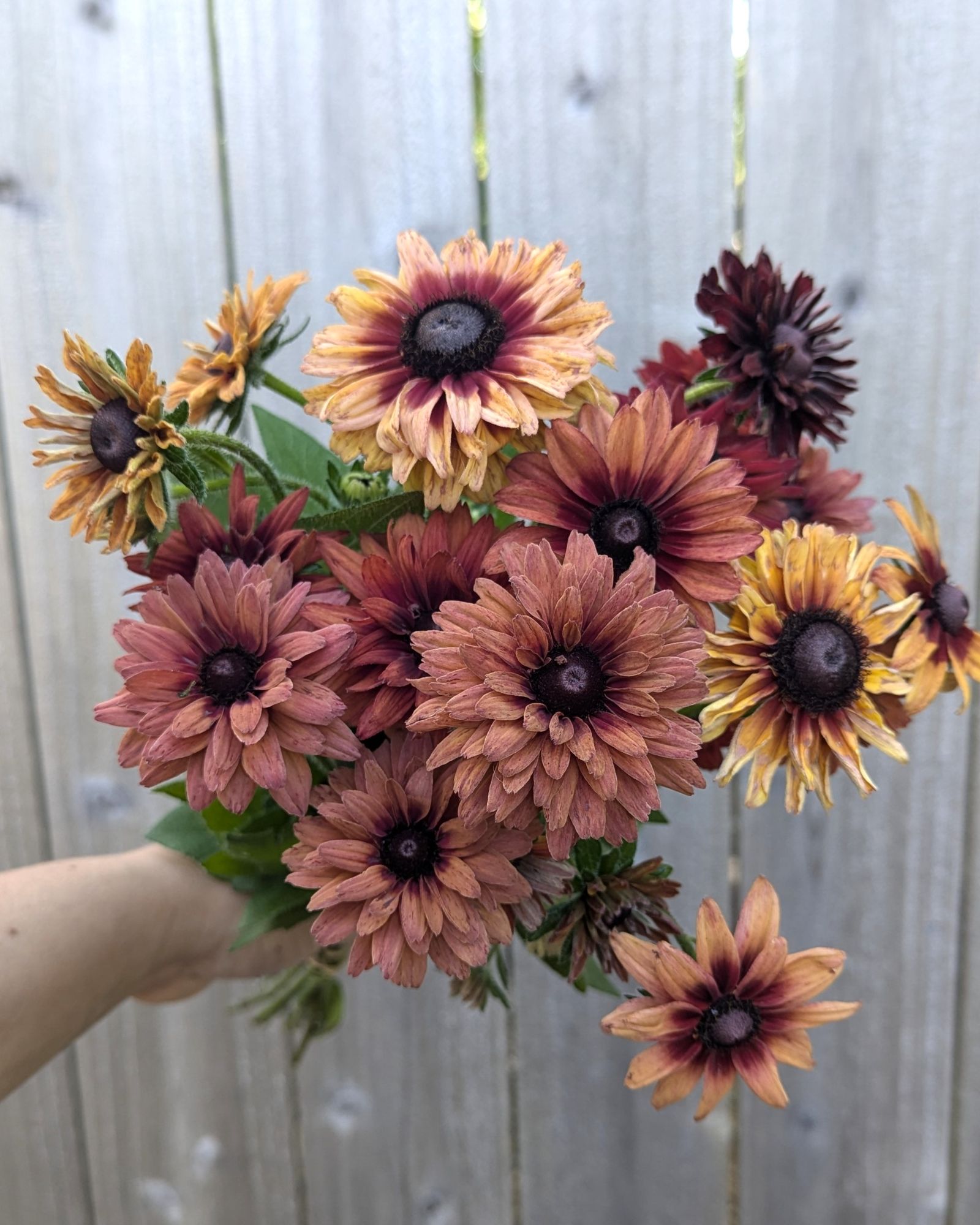 RUDBECKIA hirta Sahara