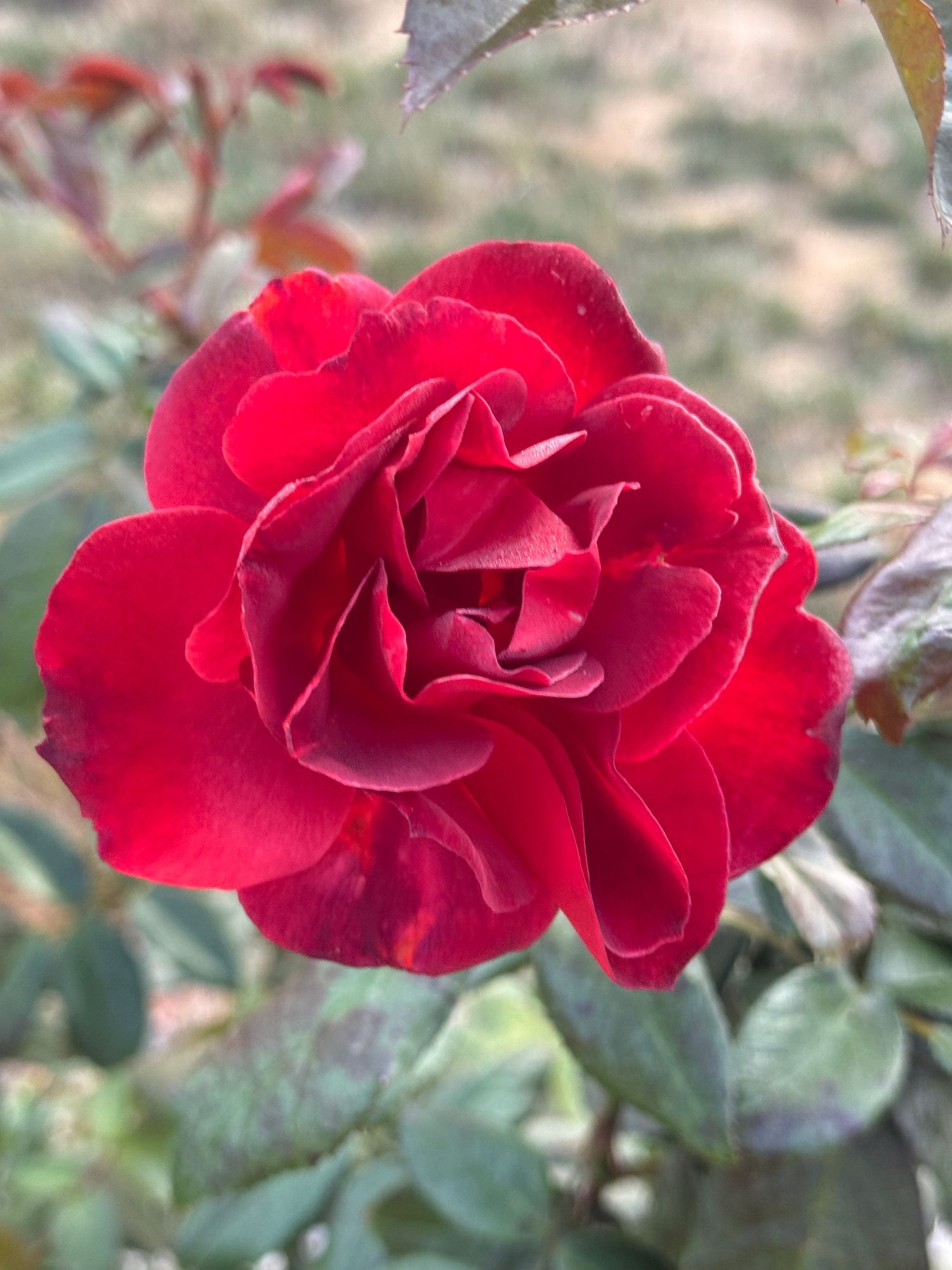 ROSA hybrida Hot Cocoa