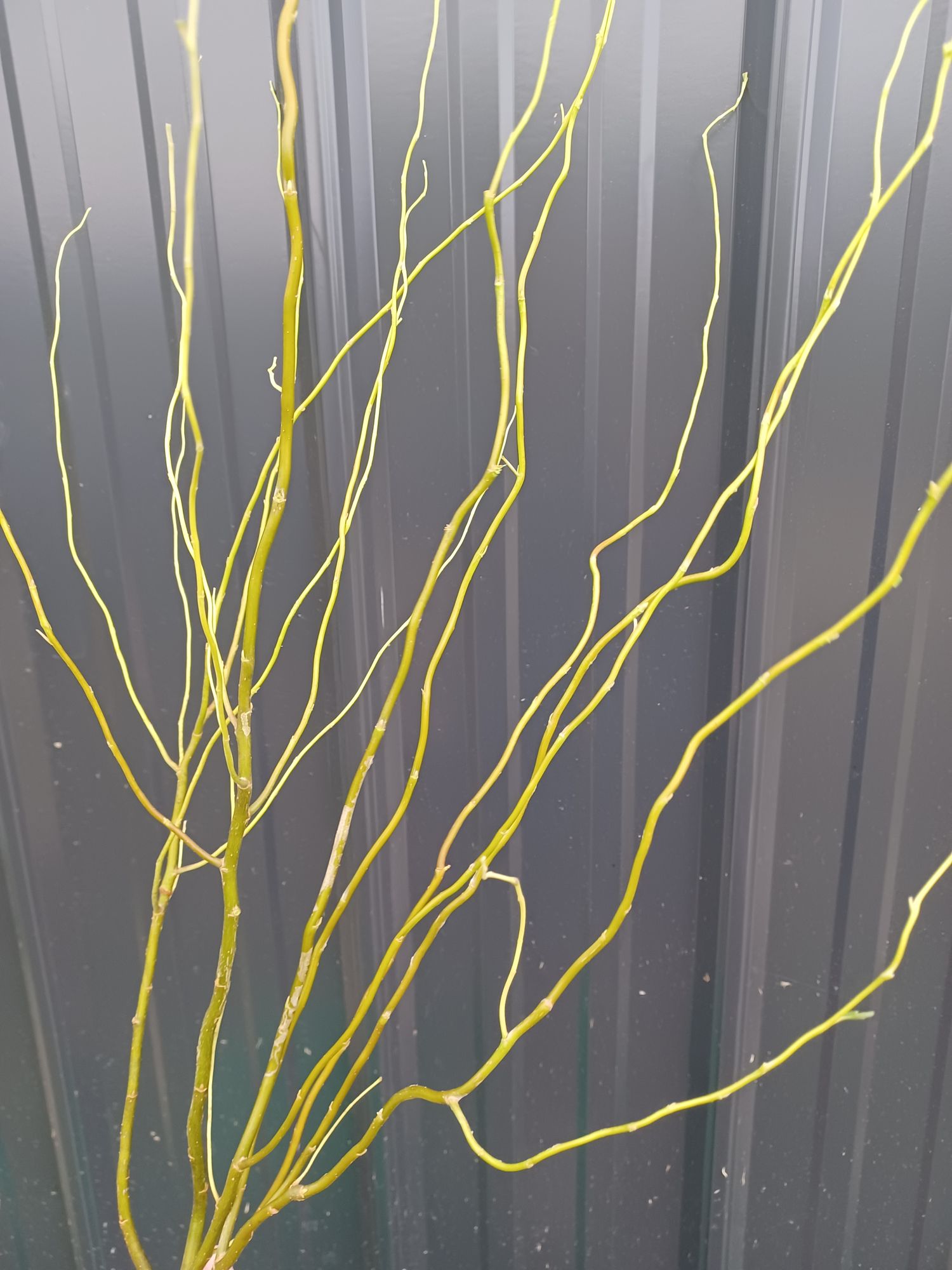 SALIX matsudana var. tortuosa