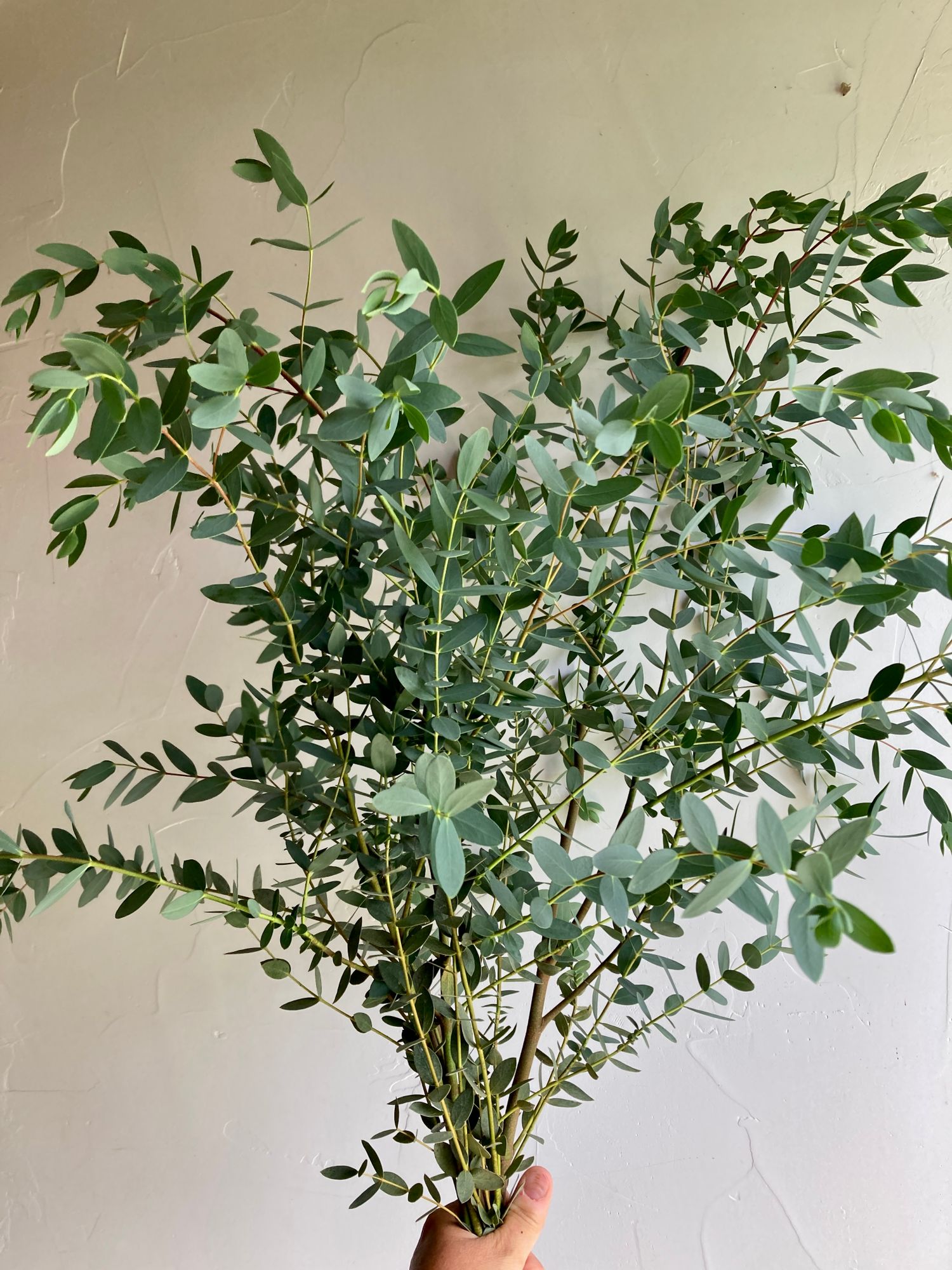 EUCALYPTUS parvula