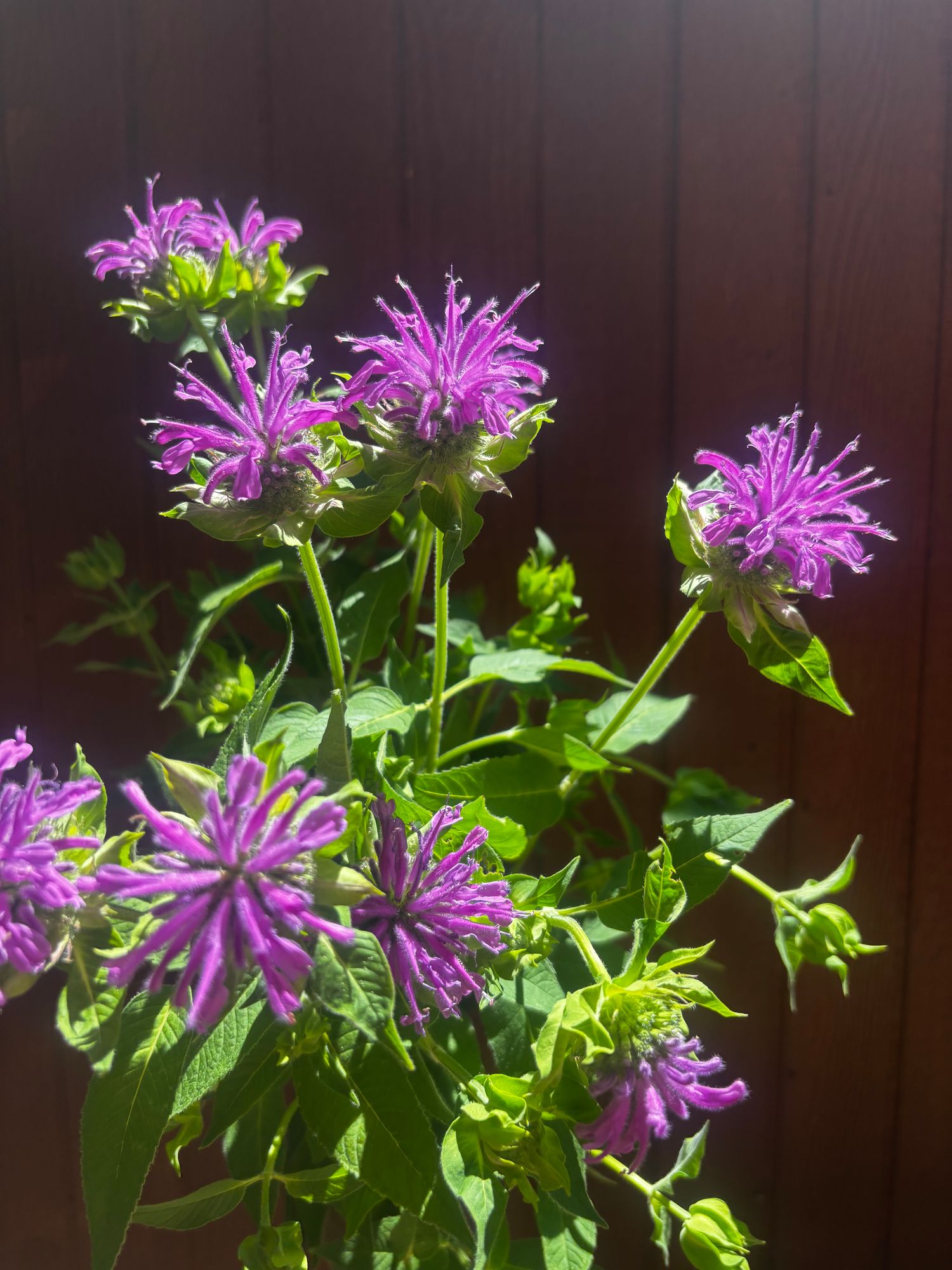 MONARDA didyma Panorama