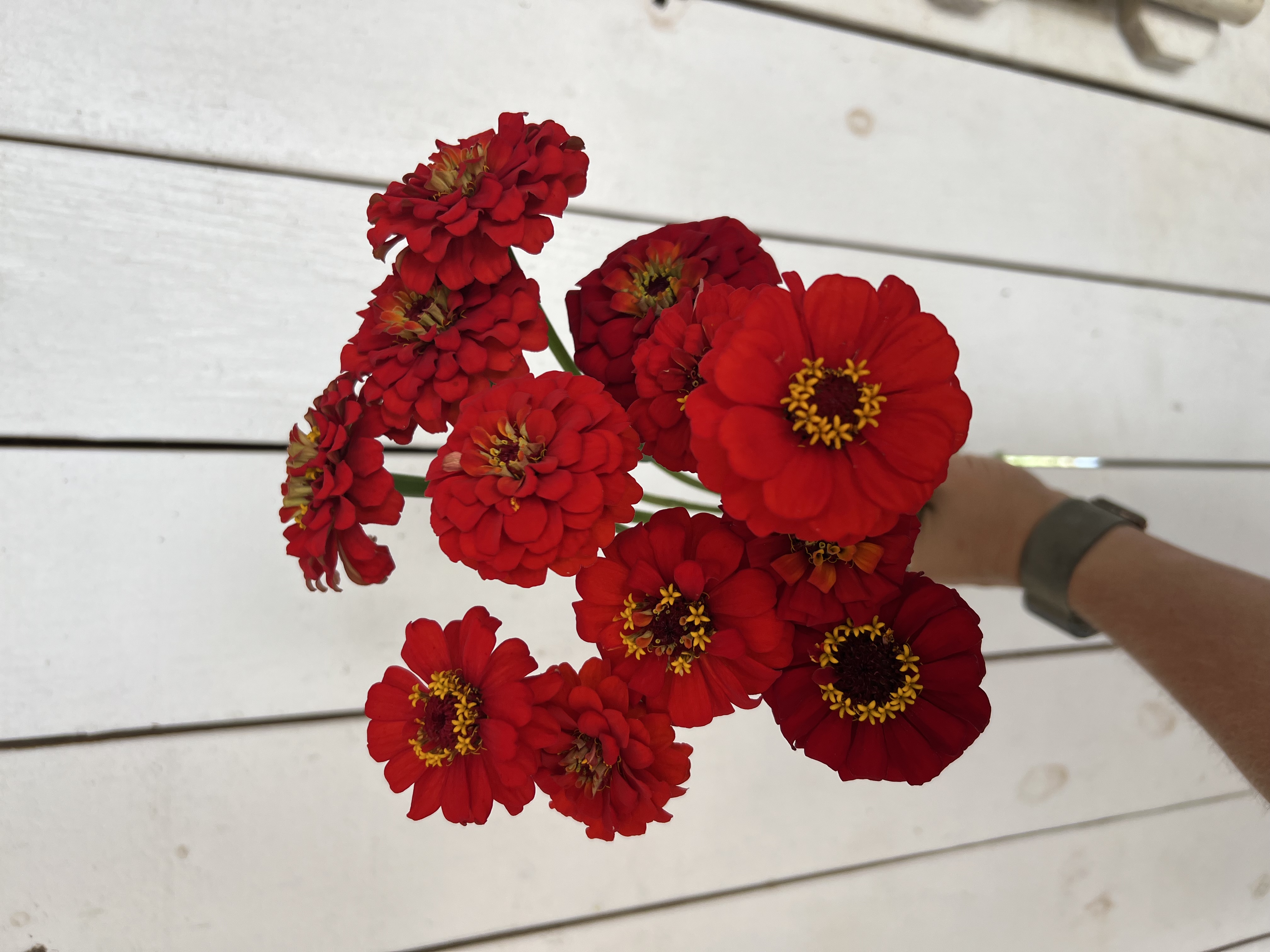 ZINNIA elegans Oklahoma Series