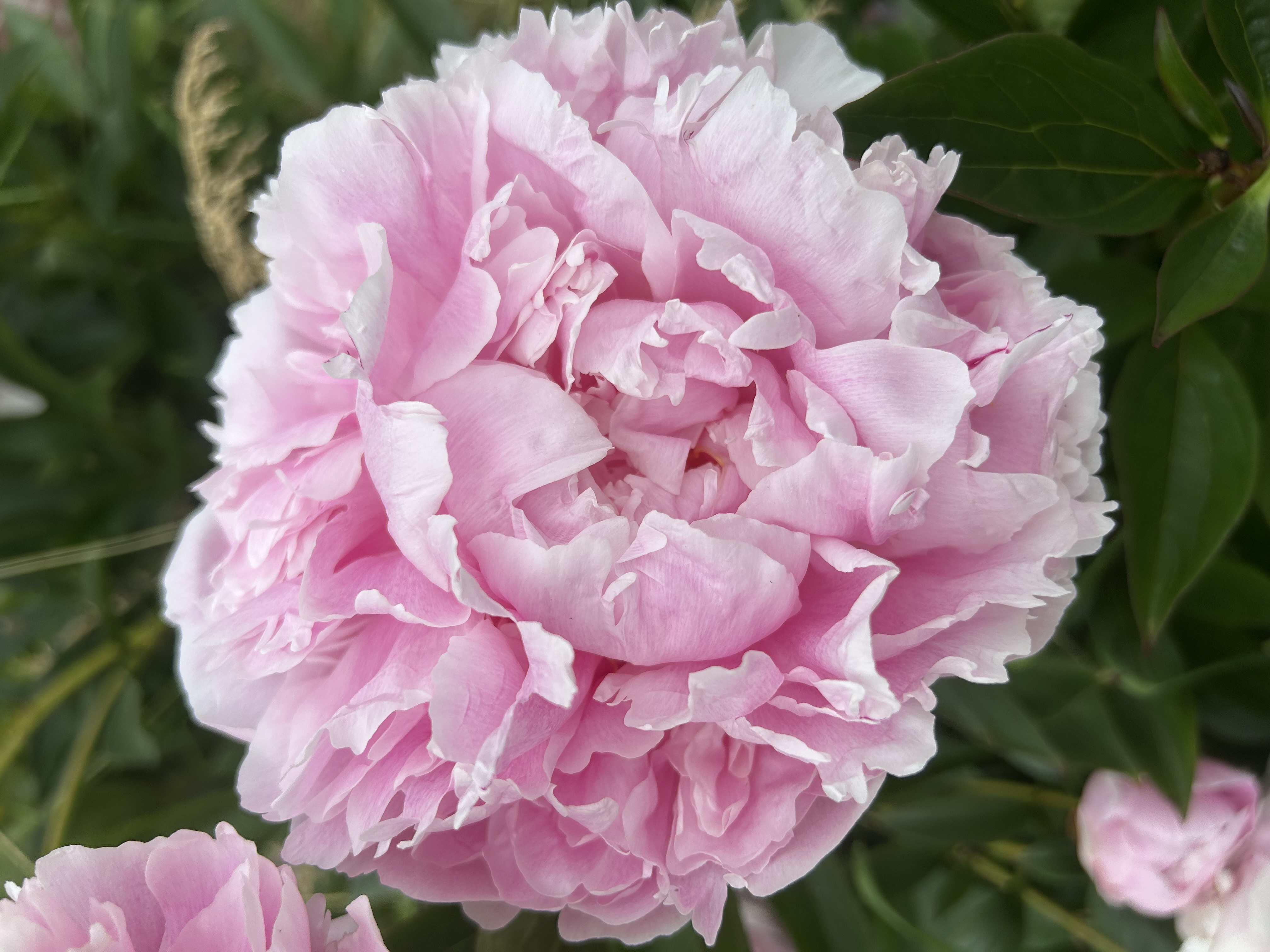 PAEONIA lactiflora Sarah Bernhardt