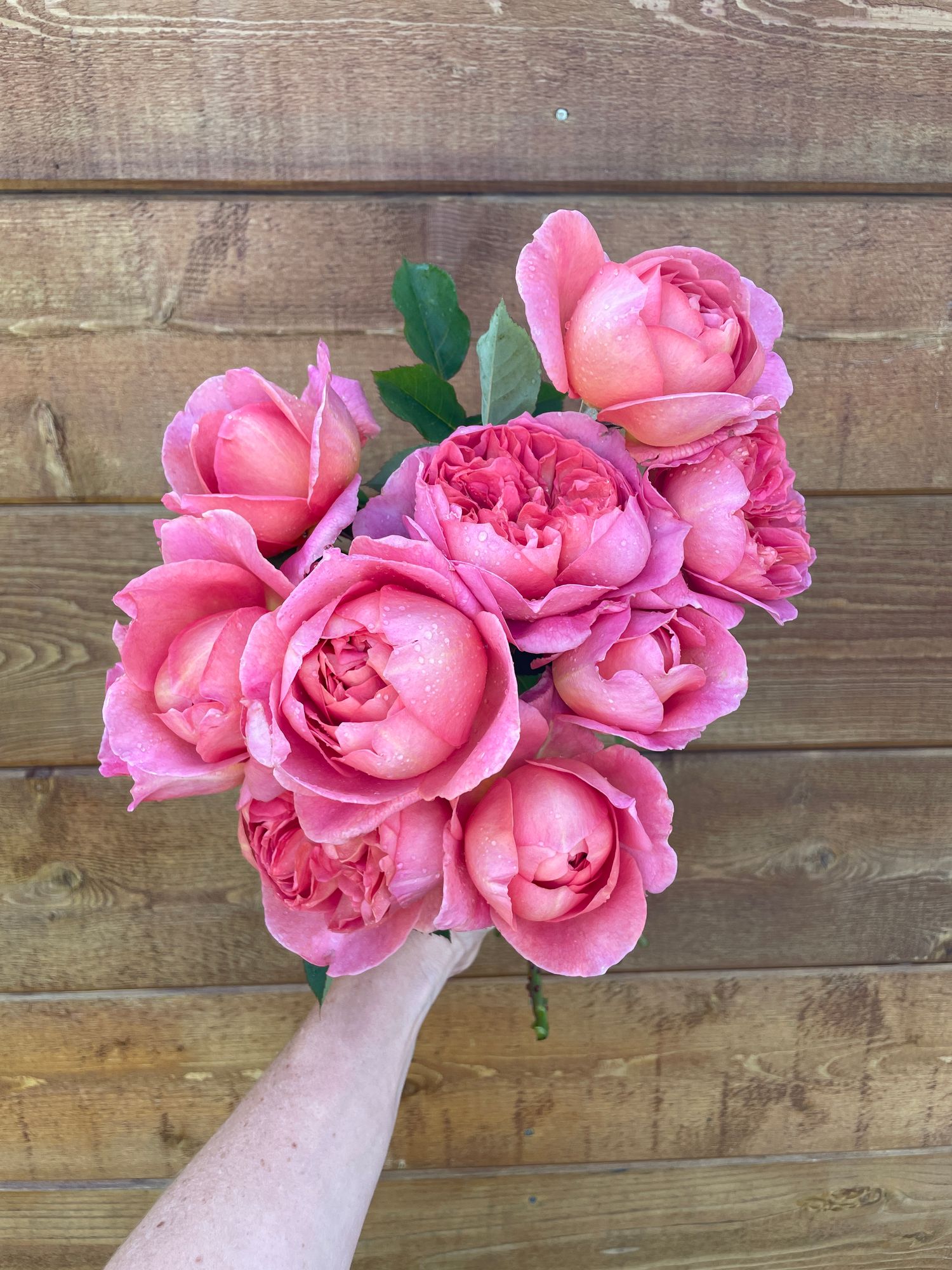 ROSA hybrida Boscobel