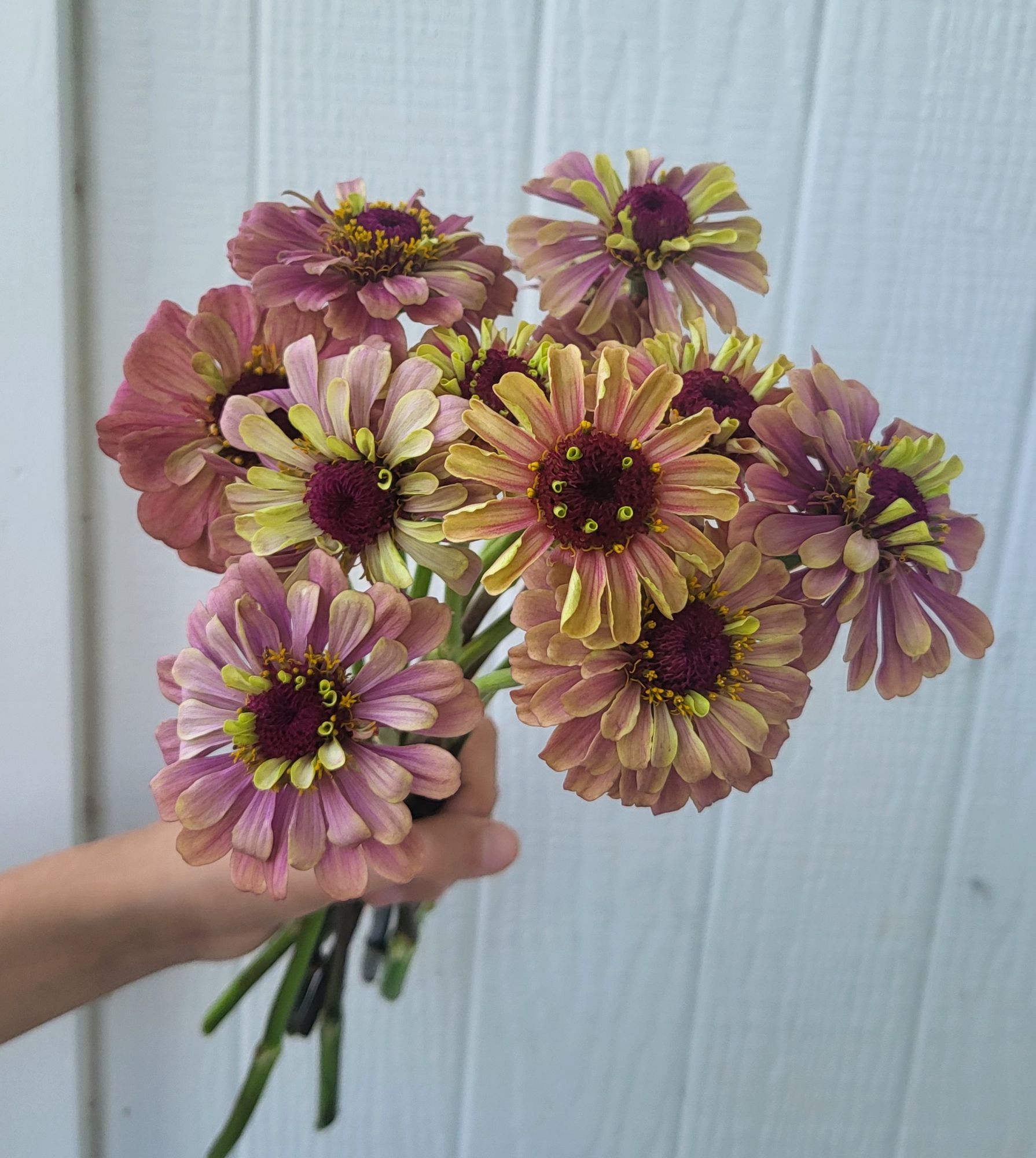 ZINNIA elegans Queeny Lime Red