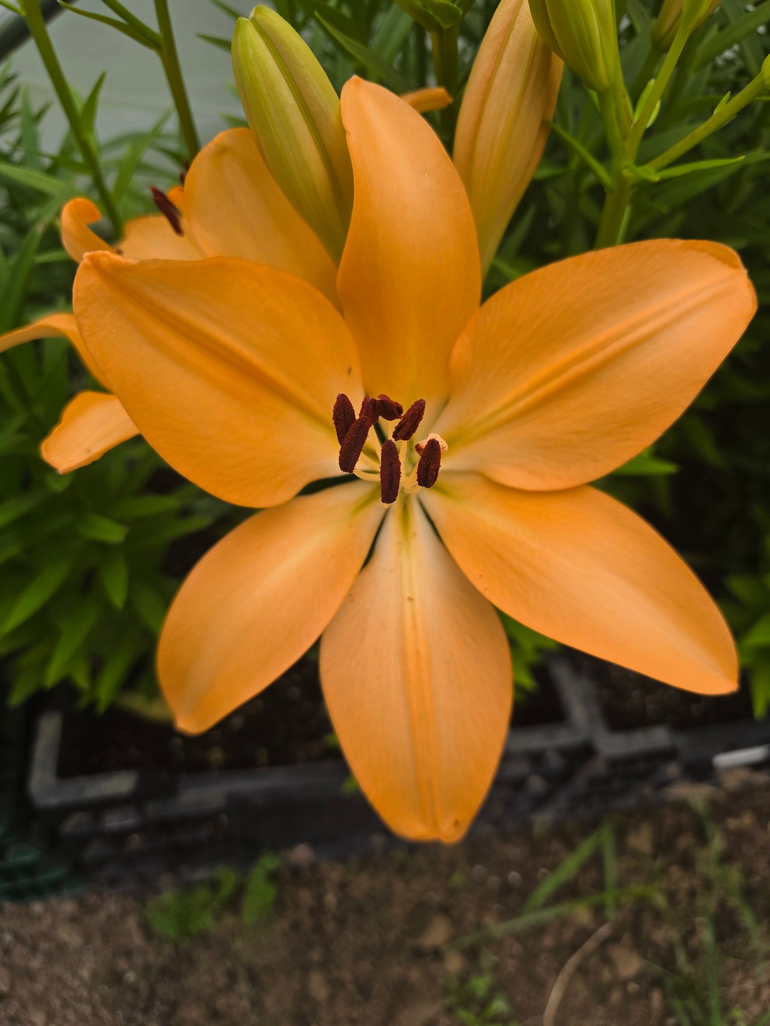 LILIUM longiflorum x asiatic Menorca