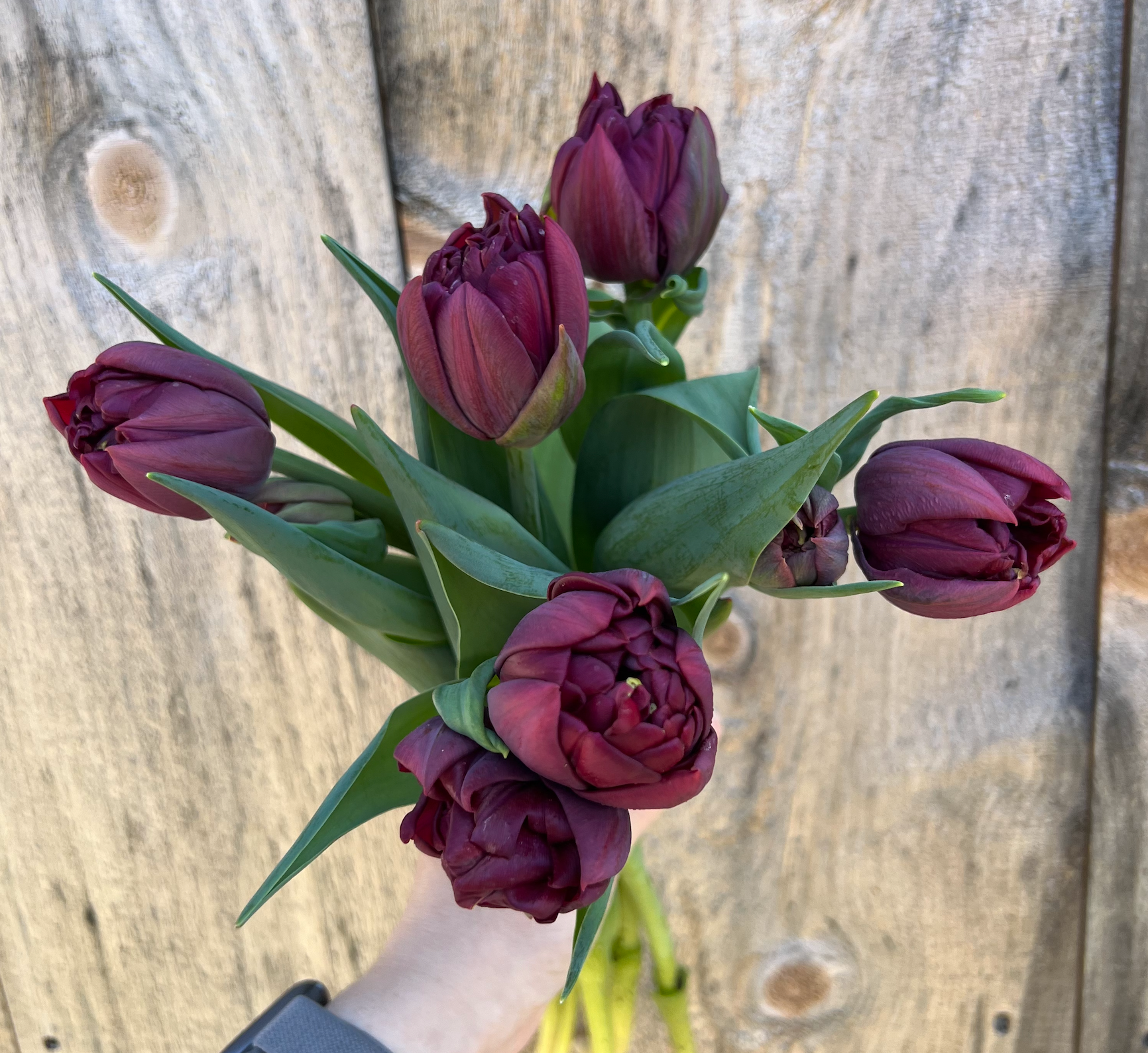 TULIPA Alison Bradley