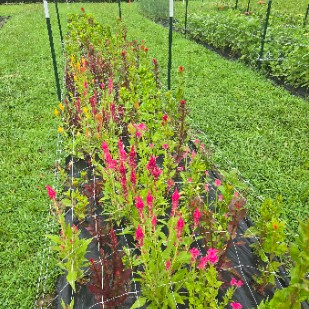 CELOSIA argentea var. cristata Pink Champagne