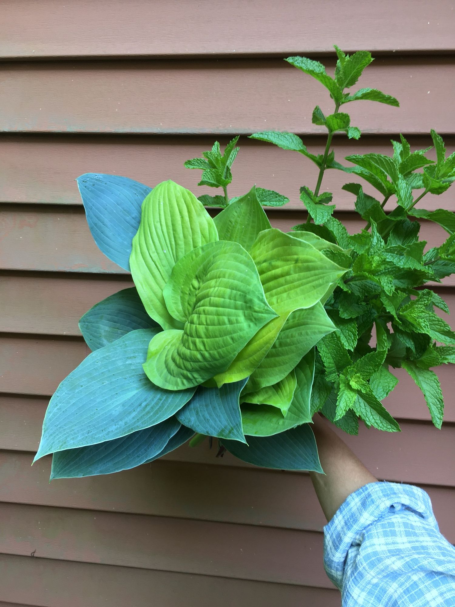 HOSTA elata