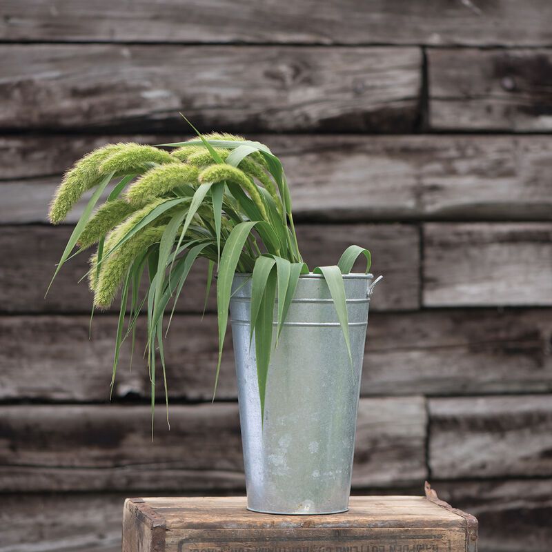 SETARIA italica Lime Light Spray Millet