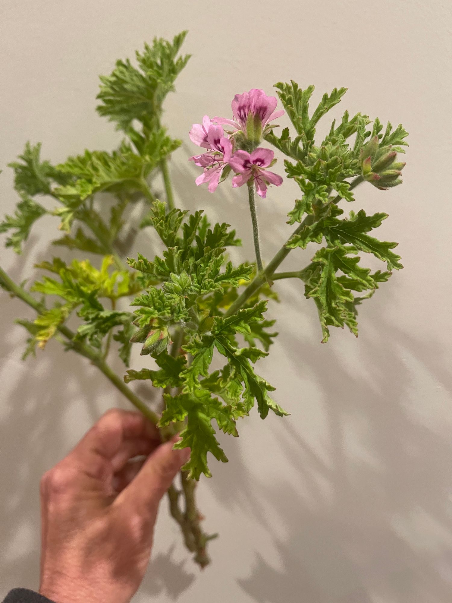 PELARGONIUM x hortorum