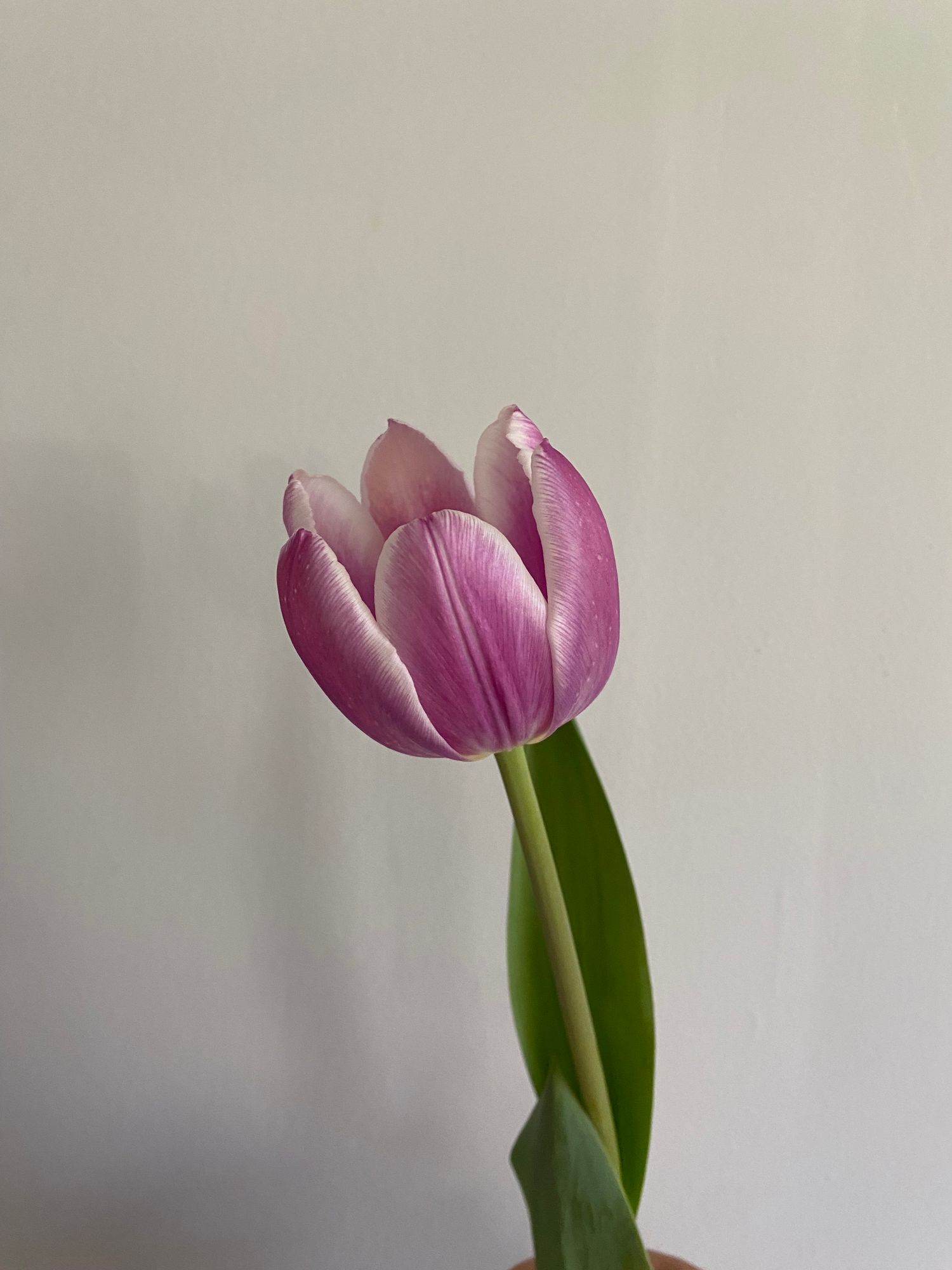 TULIPA Librije