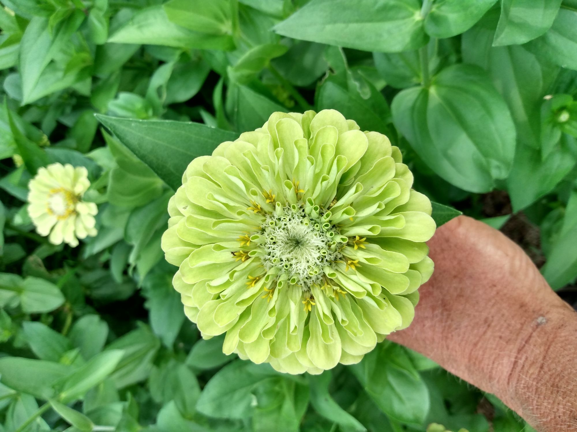 ZINNIA elegans Benarys Giant