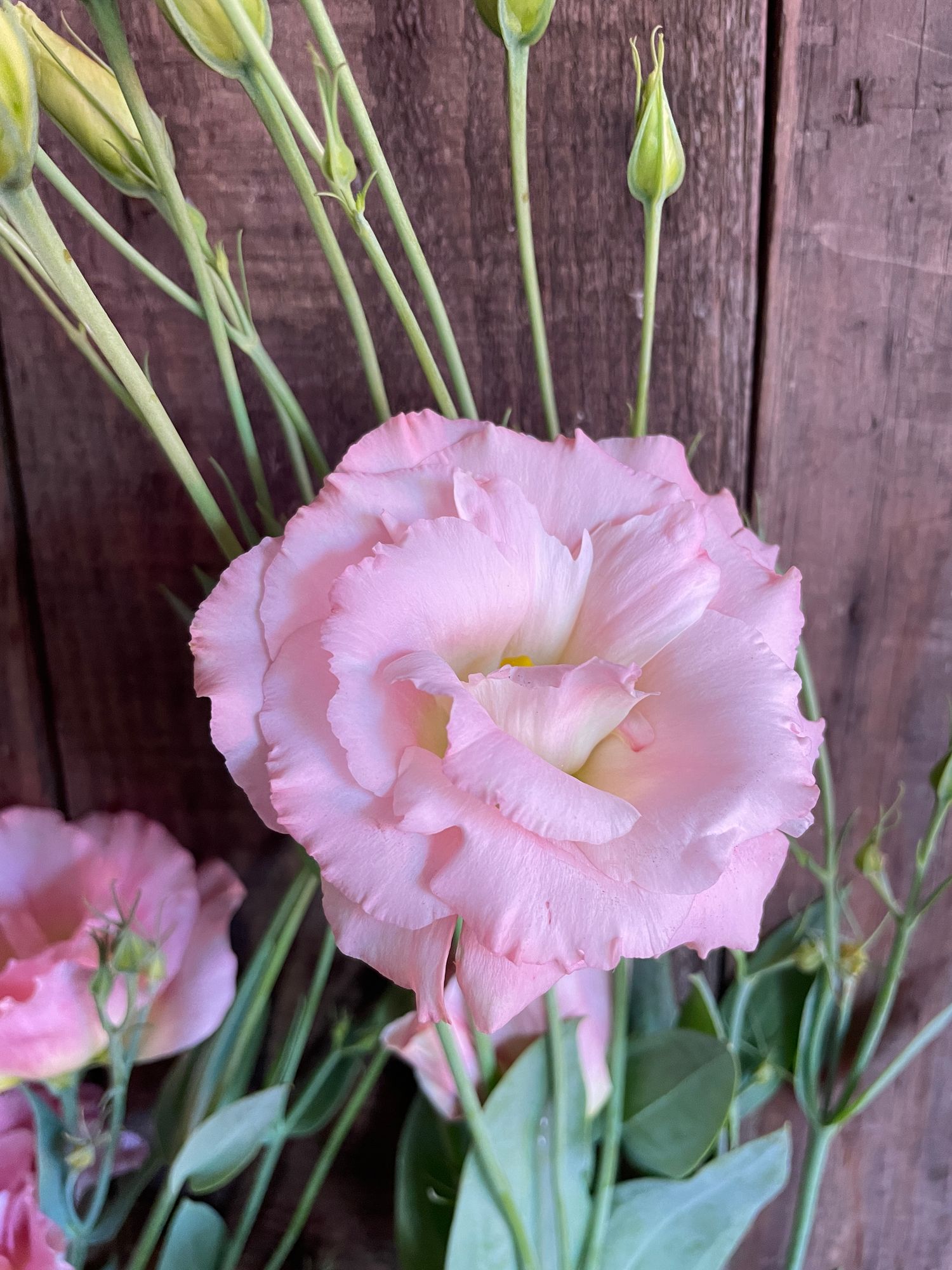 EUSTOMA grandiflorum Celeb Sakura Pink