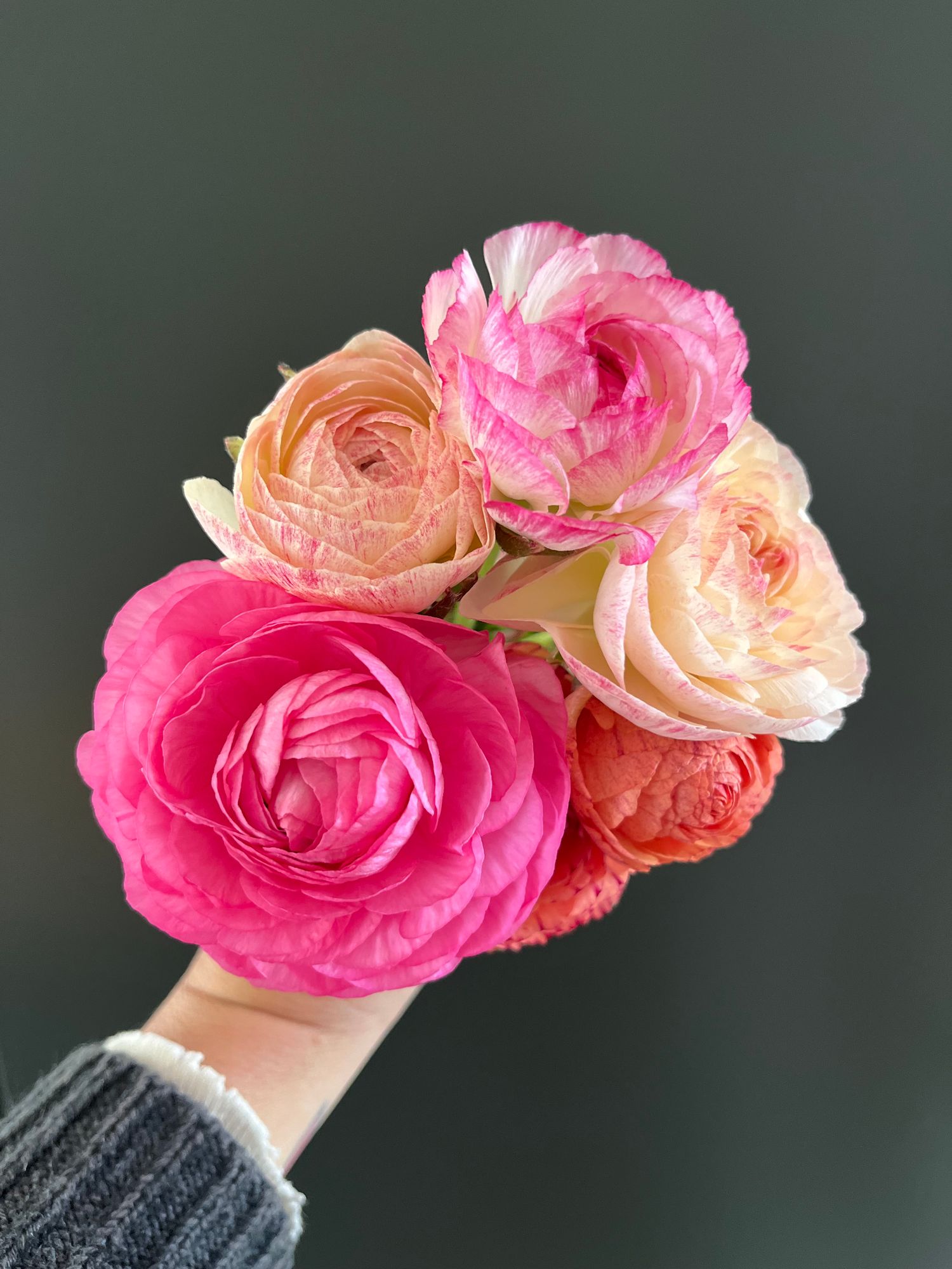 RANUNCULUS Elegance Pastello