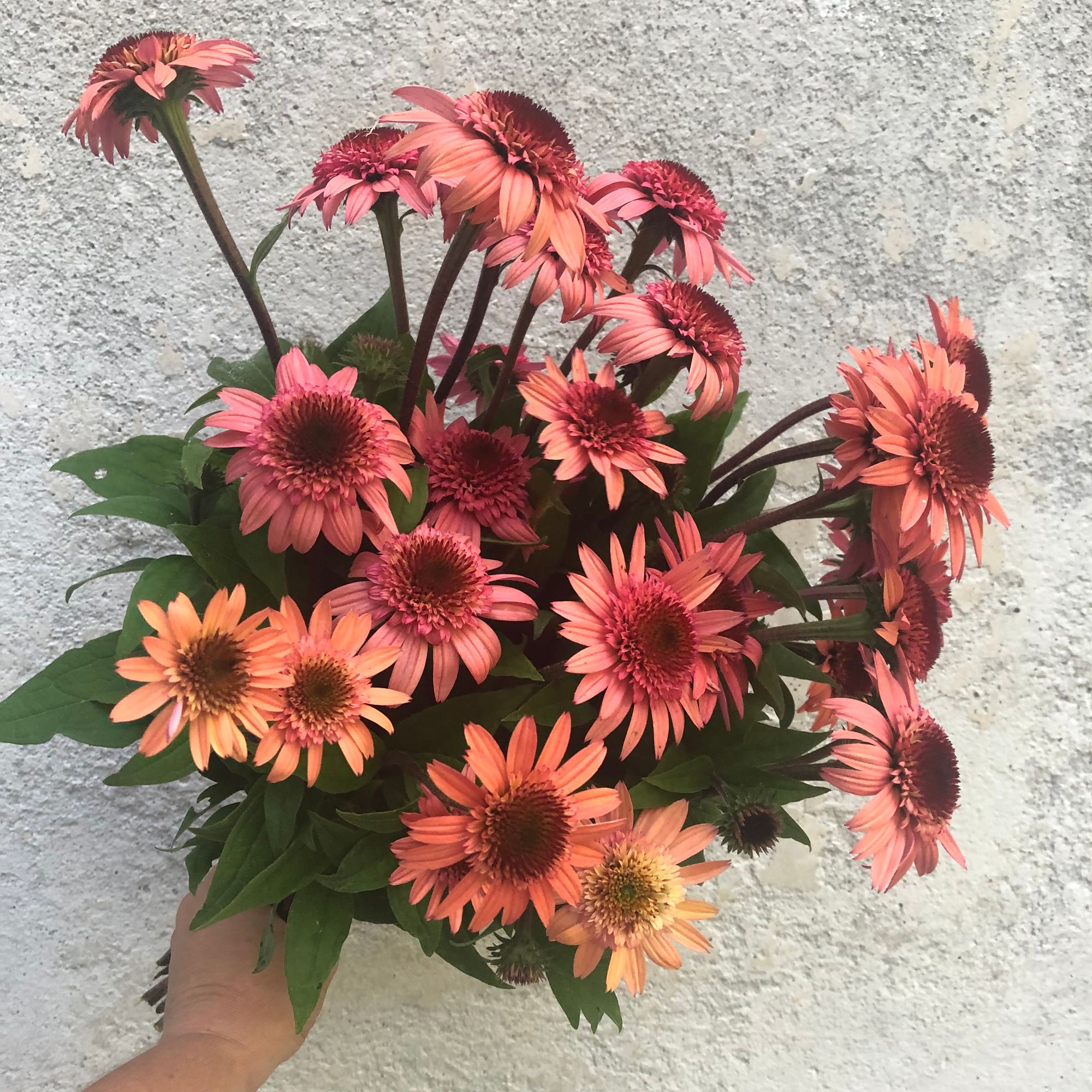 ECHINACEA angustifolia